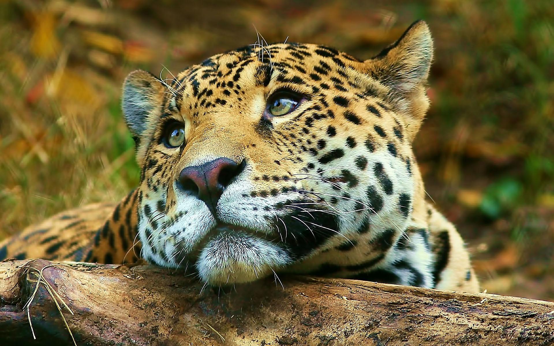 Bilder Jaguaren Große Katze ein Tier 600x375 Jaguar Tiere