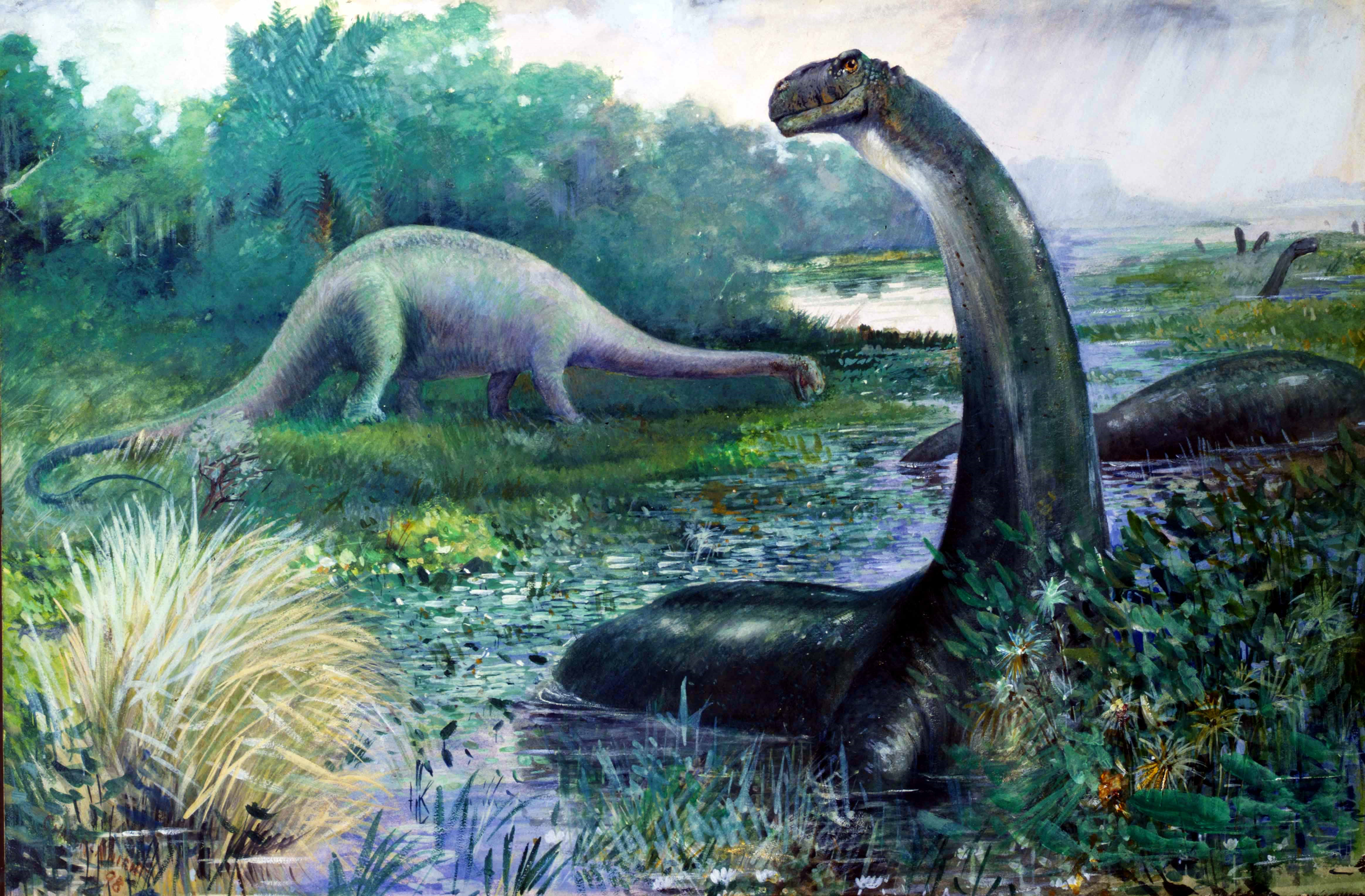 Фотография динозавр Brontosaurus животное Древние животные Динозавры Животные