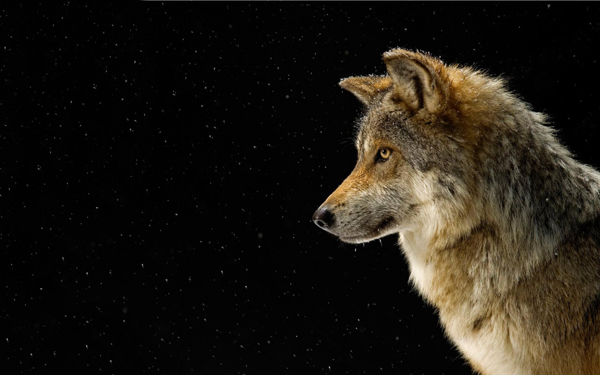 Bakgrunnsbilder Ulver Dyr ulv