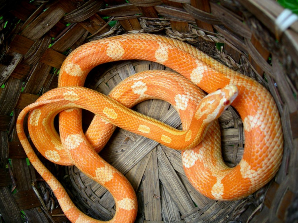 Cobra animalia, um animal, serpentes, cobras Animalia