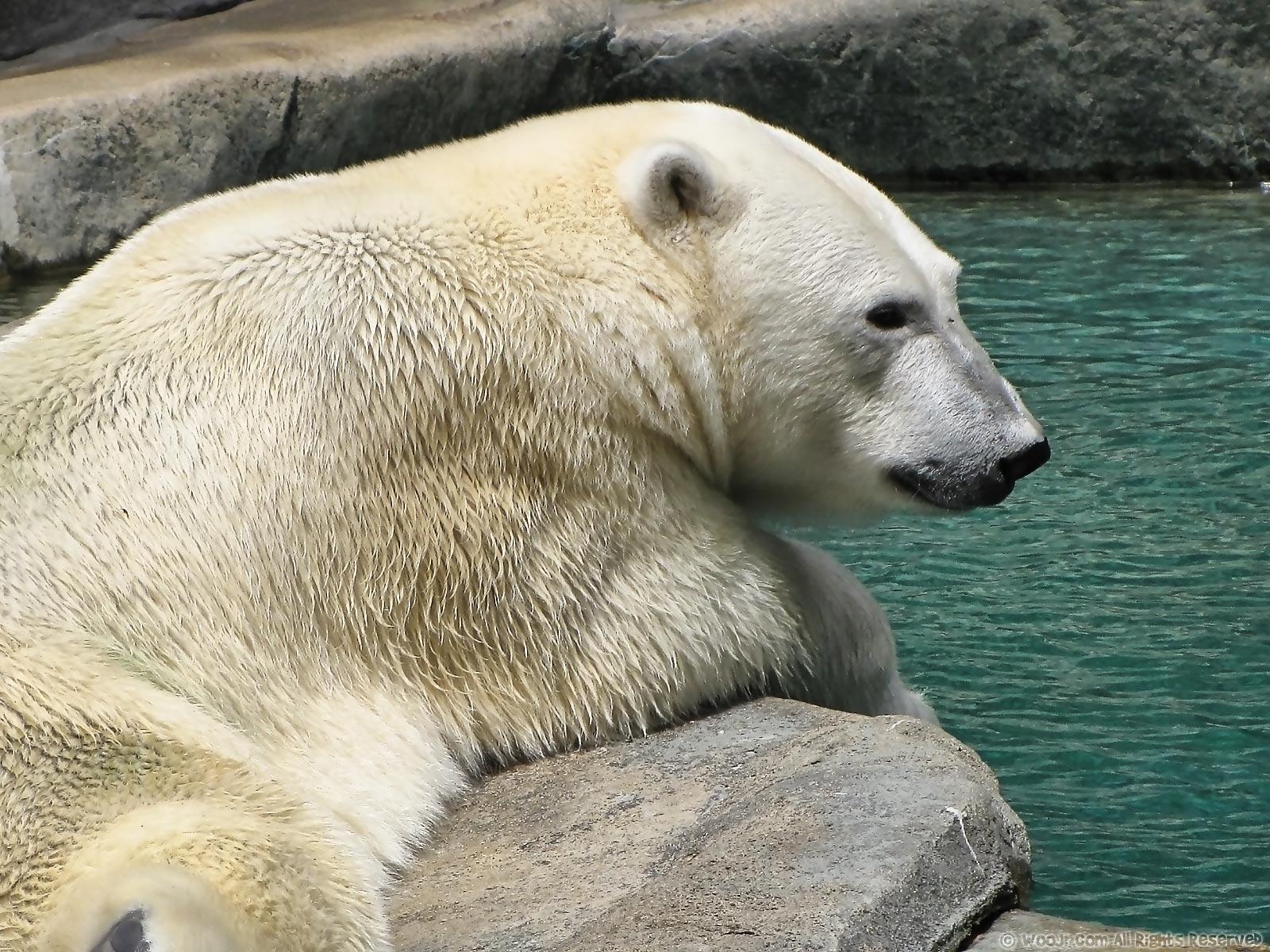 Картинки Белые Медведи медведь животное полярный северный Медведи Животные