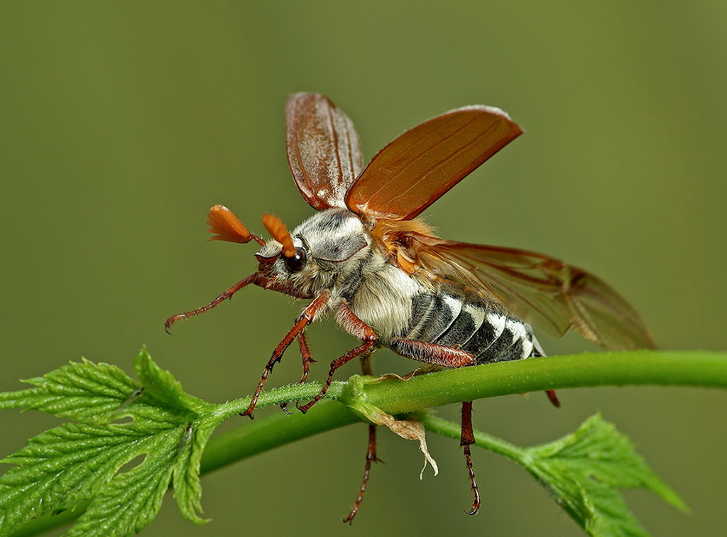 Bilder Biller Insekter Dyr Farget bakgrunn