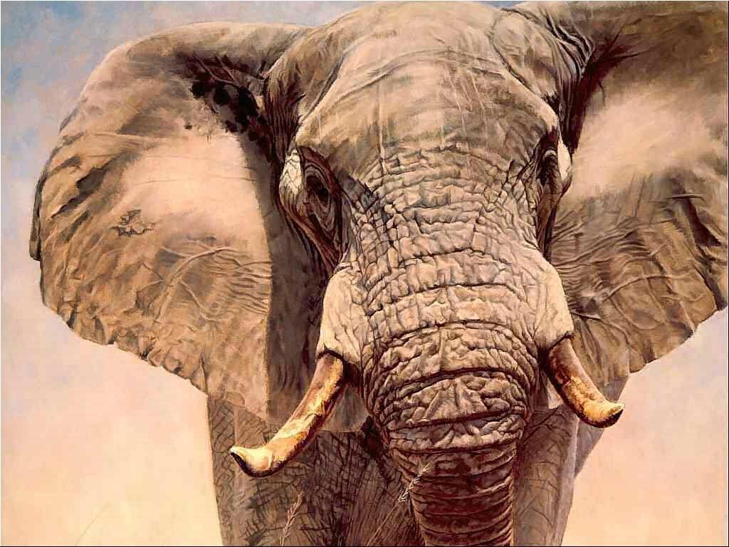 Bilder Elefanter Djur