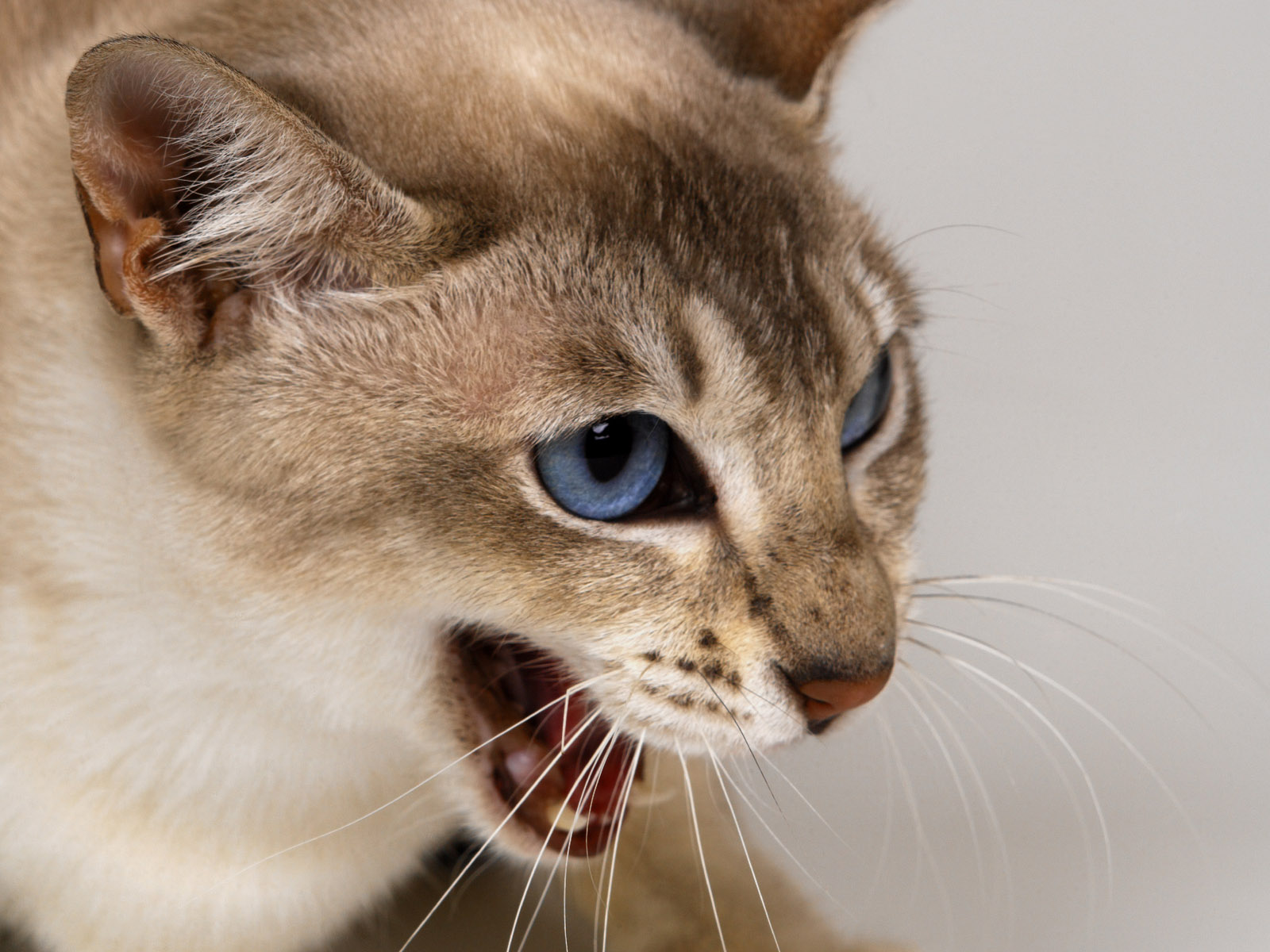 Fotos von Katze Schnurrhaare Vibrisse Schnauze ein Tier Farbigen hintergrund Katzen Hauskatze Tiere