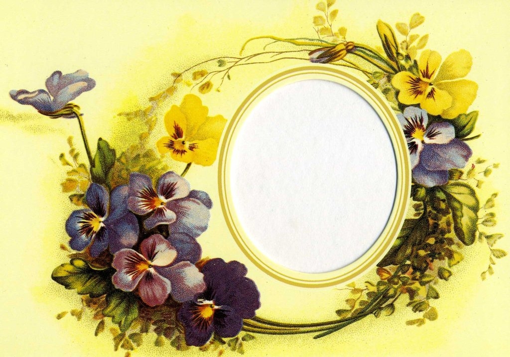 Фотографии Фиалка трёхцветная Цветы Анютины глазки цветок