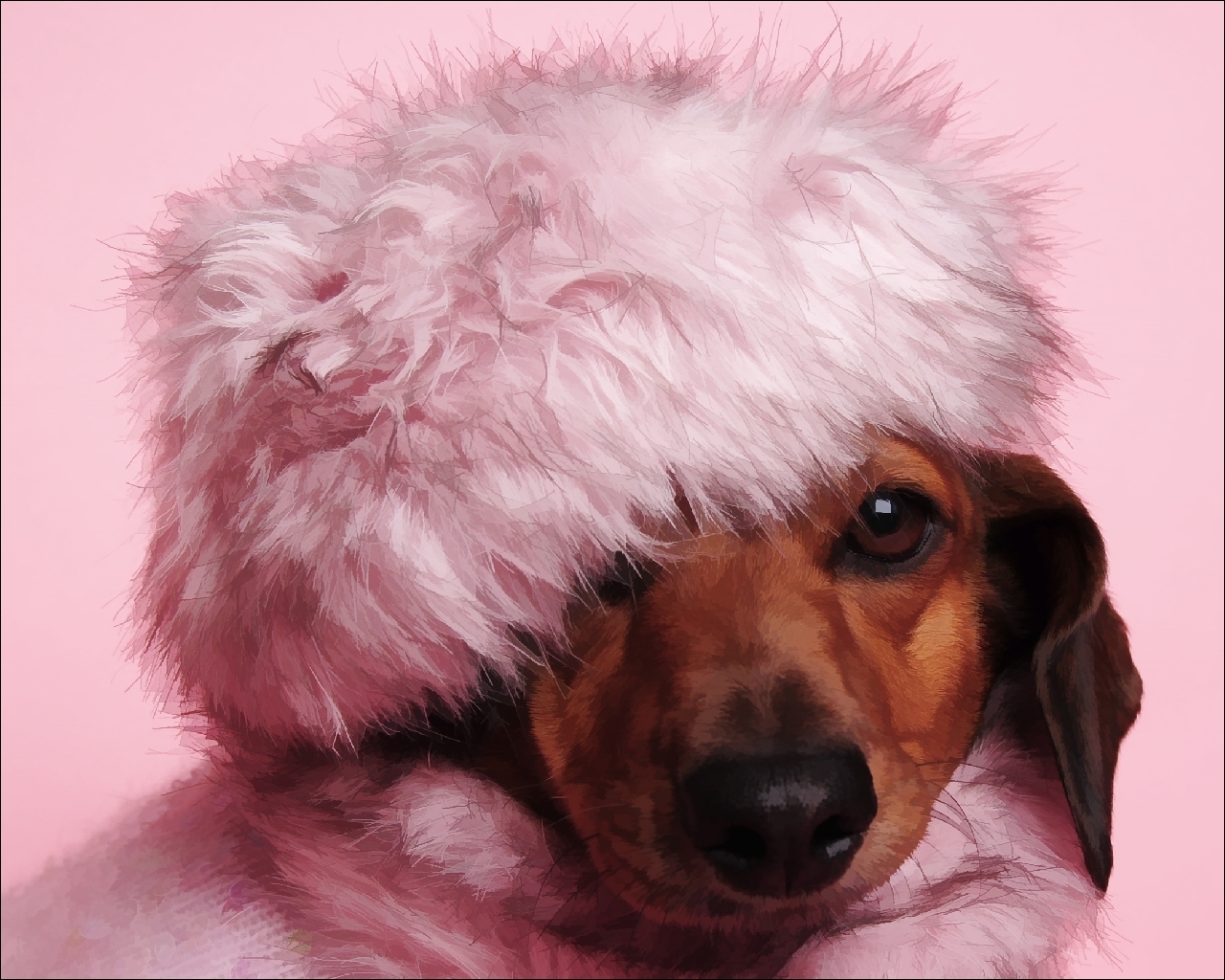 Desktop Wallpapers Dachshund dog Animals Dogs animal