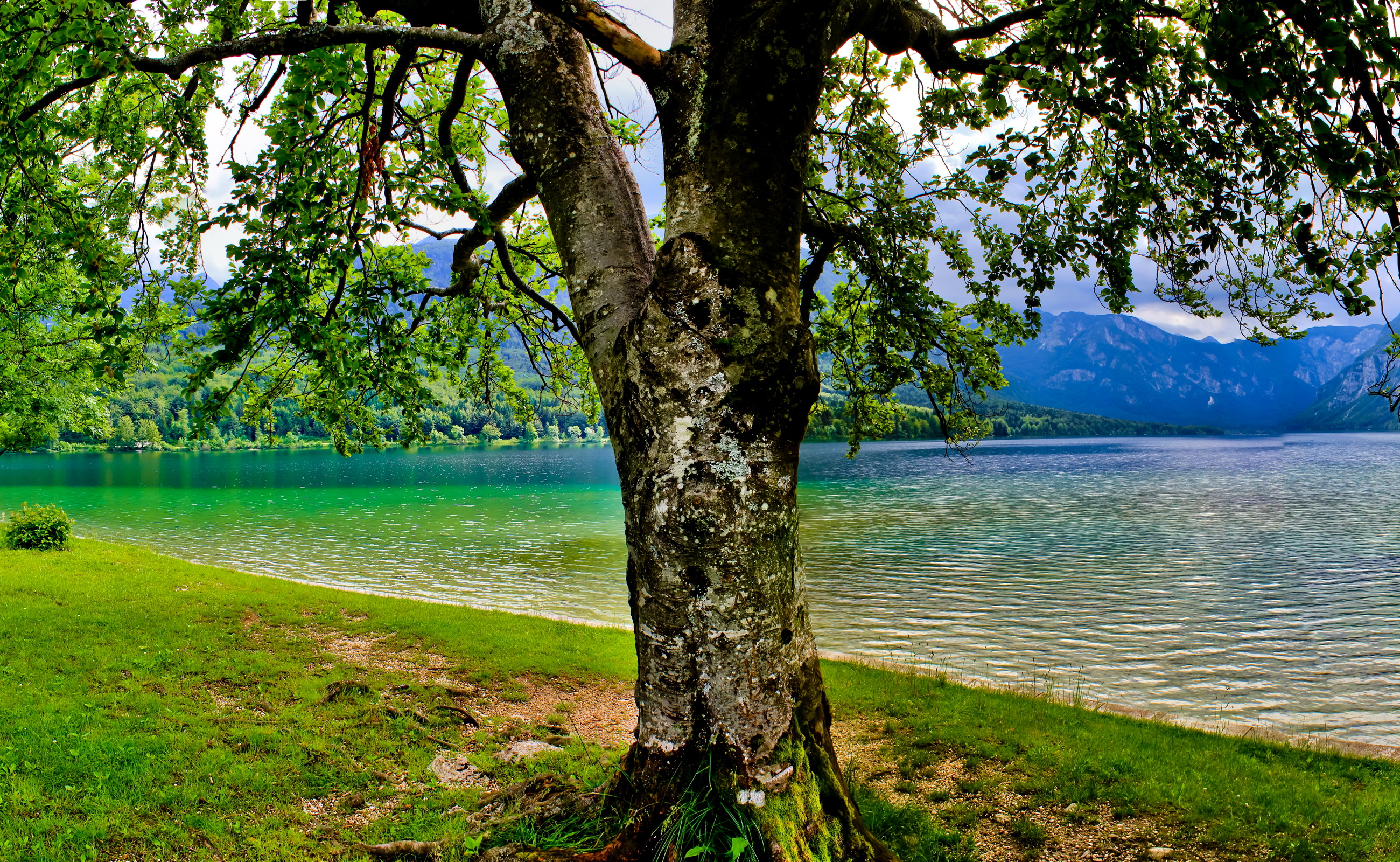 ，湖泊，斯洛文尼亚，Bohinj，，大自然，