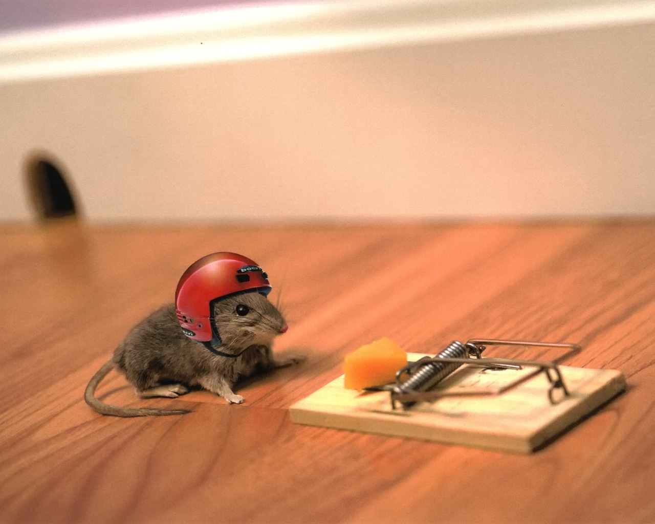 Bilder von Humor Mäuse lustige