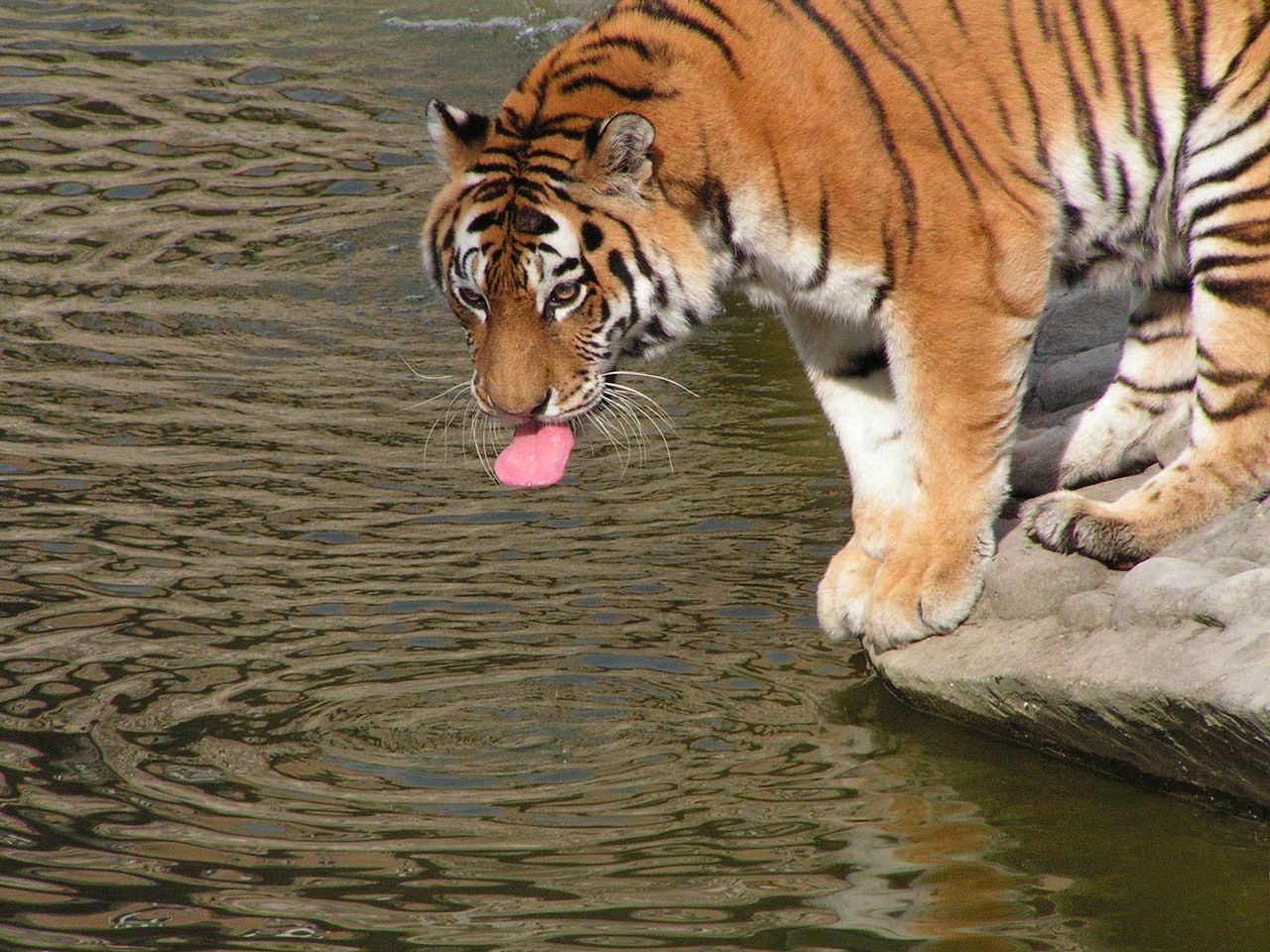 zdjęcie Wielkie koty tygrys azjatycki Język (anatomia) Zwierzęta Tygrysy językiem zwierzę