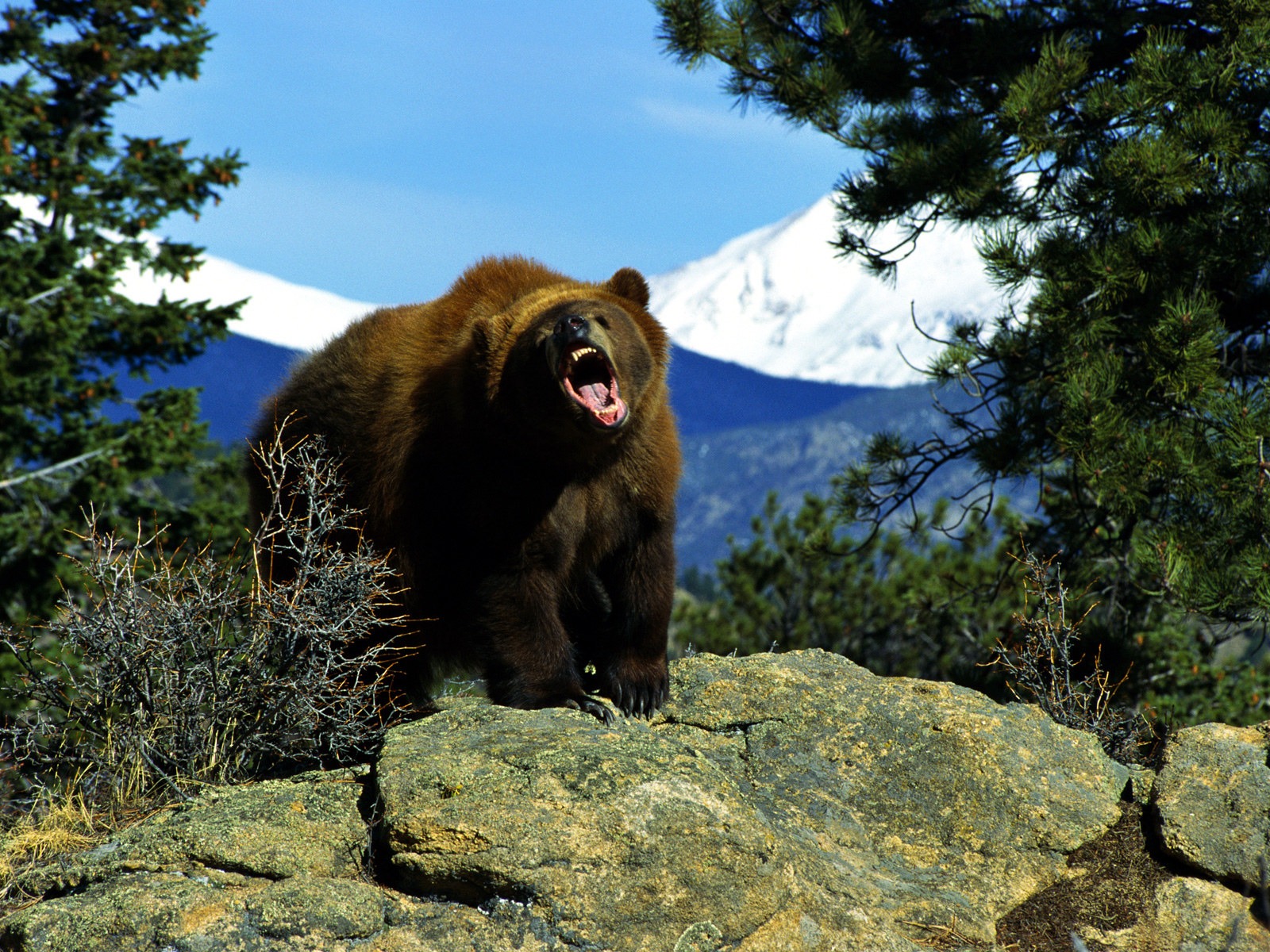 Fotos von Braunbär Bären Tiere ein Bär ein Tier
