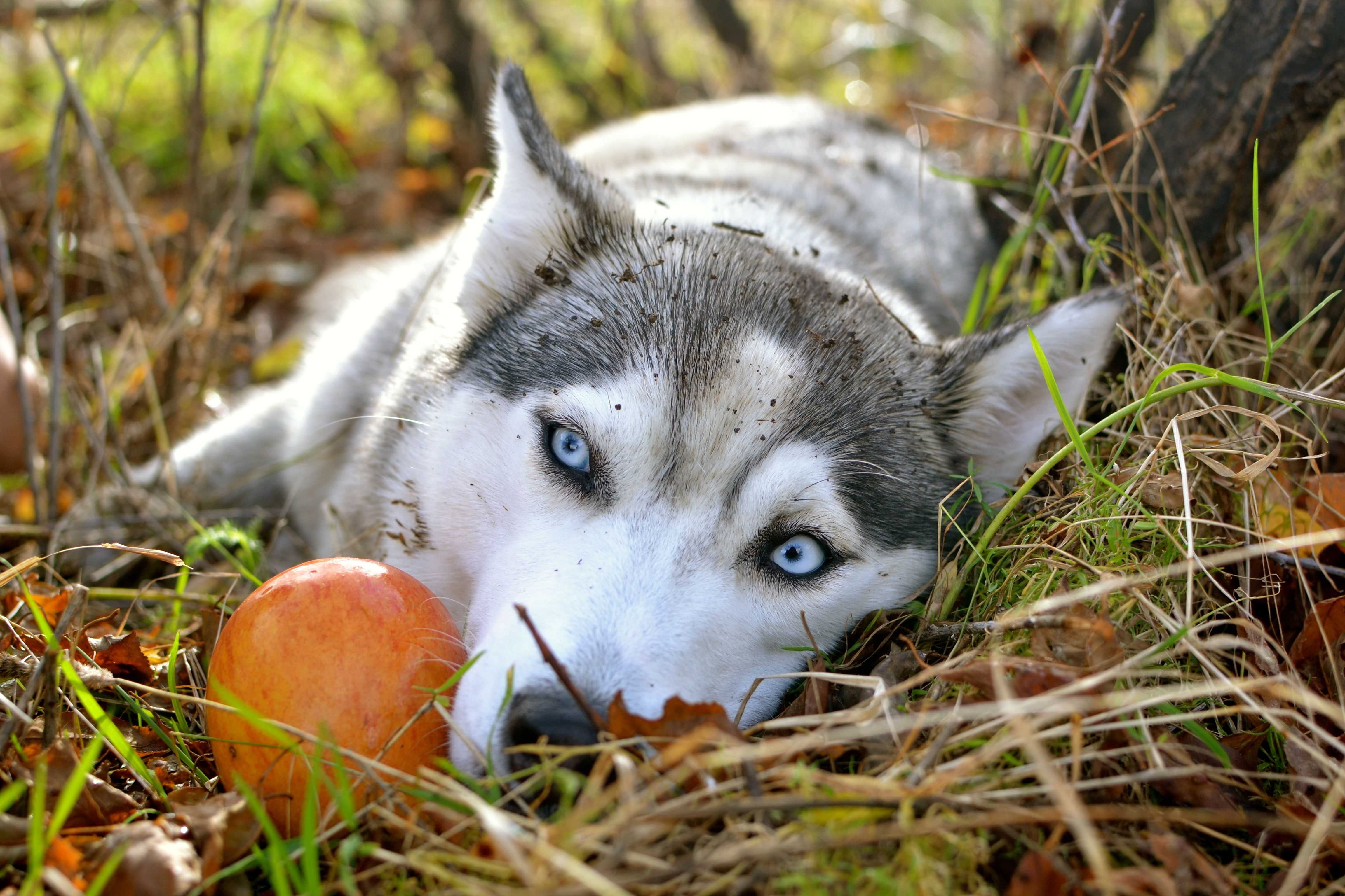 Desktop Hintergrundbilder Siberian Husky Hunde Tiere hund ein Tier