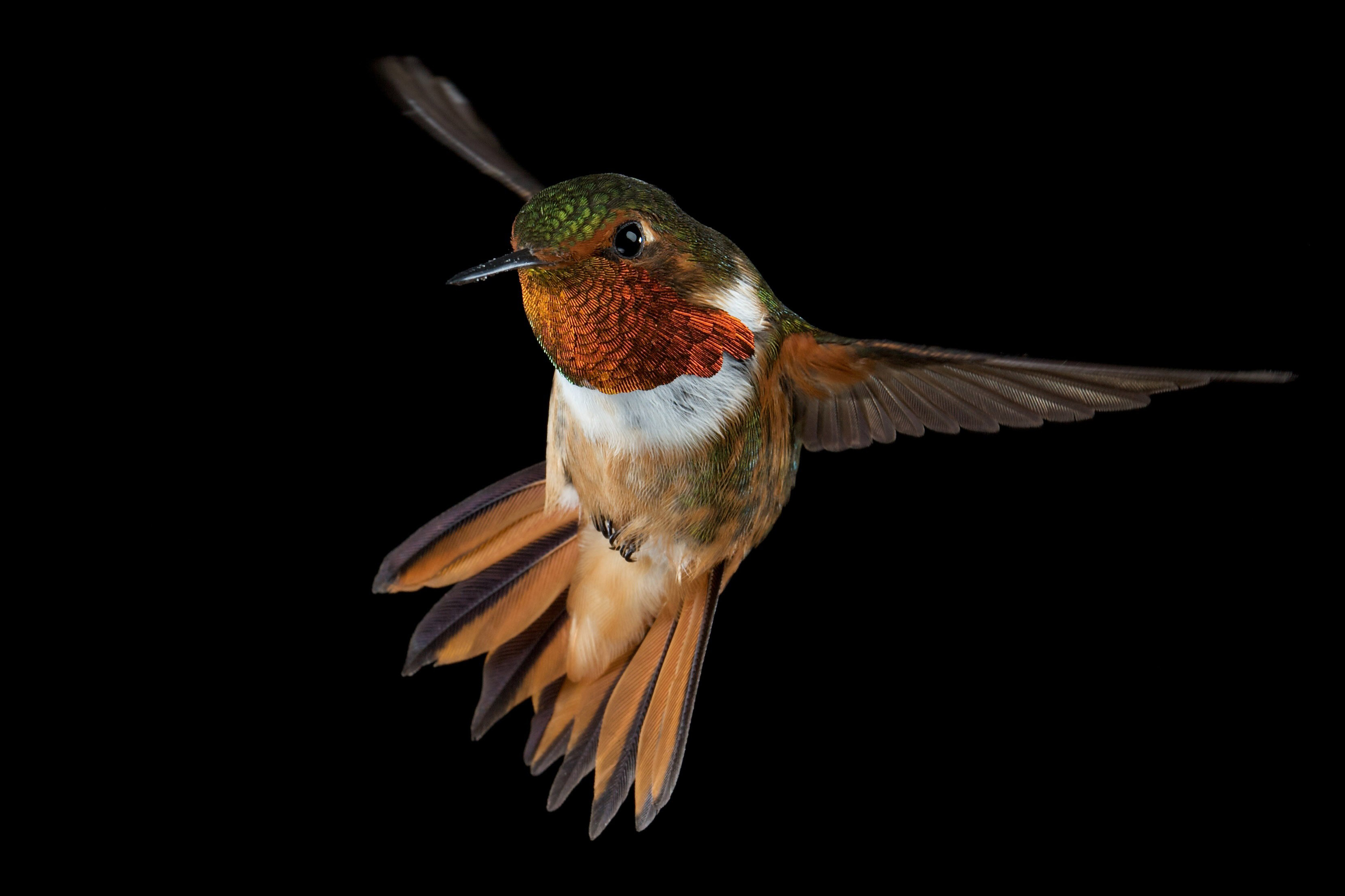 zdjęcia ptak koliber Skrzydła latająca zwierzę Ptaki Kolibry Lot Zwierzęta