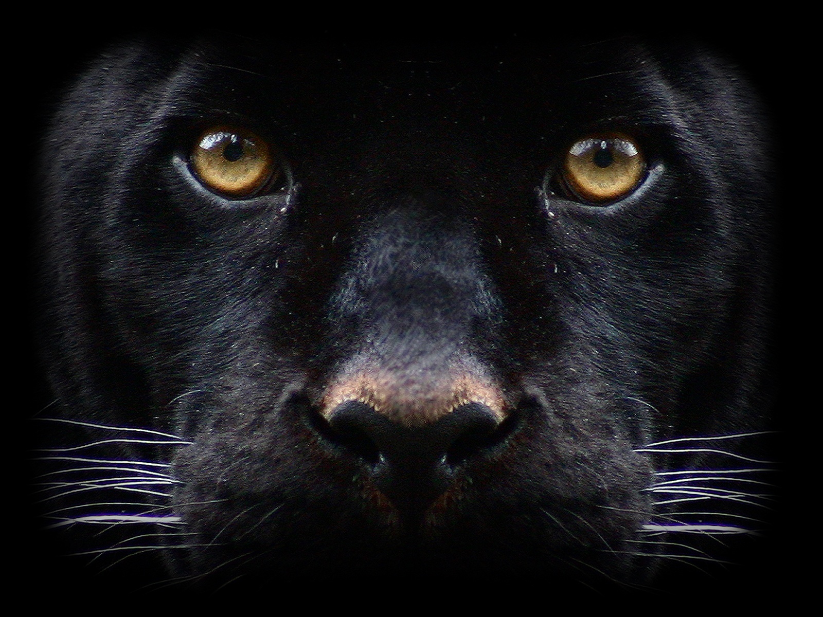 Fotos Große Katze Schwarzer Panther ein Tier Schwarzer Hintergrund