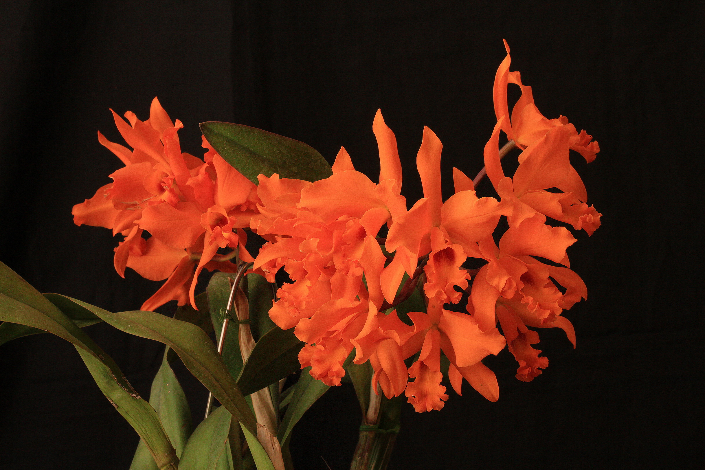 2436x1624 Orchidées Orange fleur, orchidée Fleurs