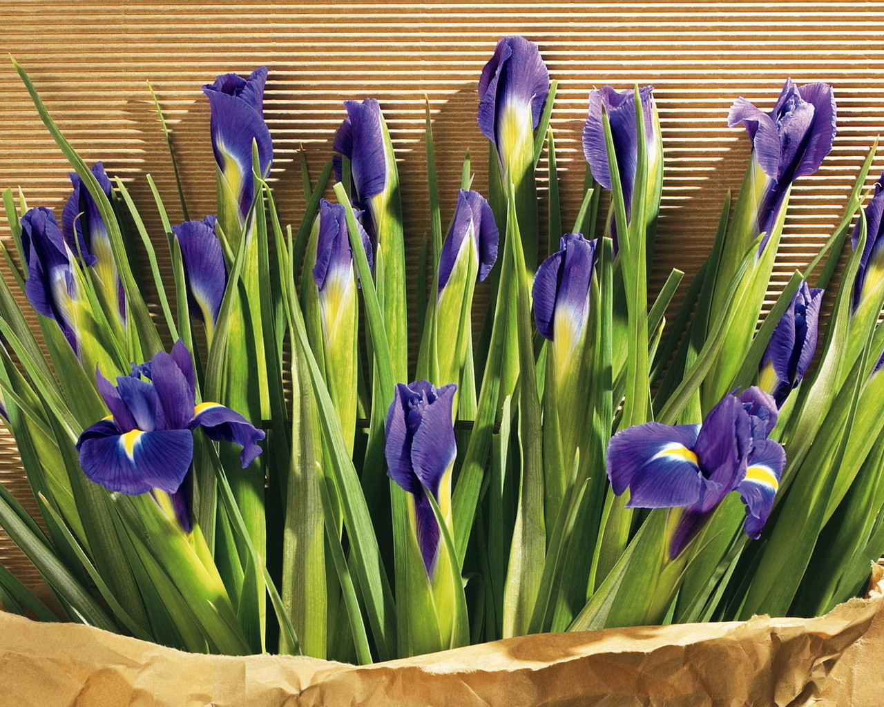 Bilder Iris Blomster blomst