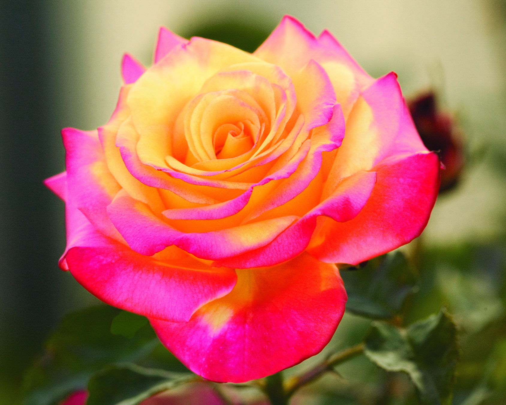 1688x1350 Rosas flor, rosa Flores