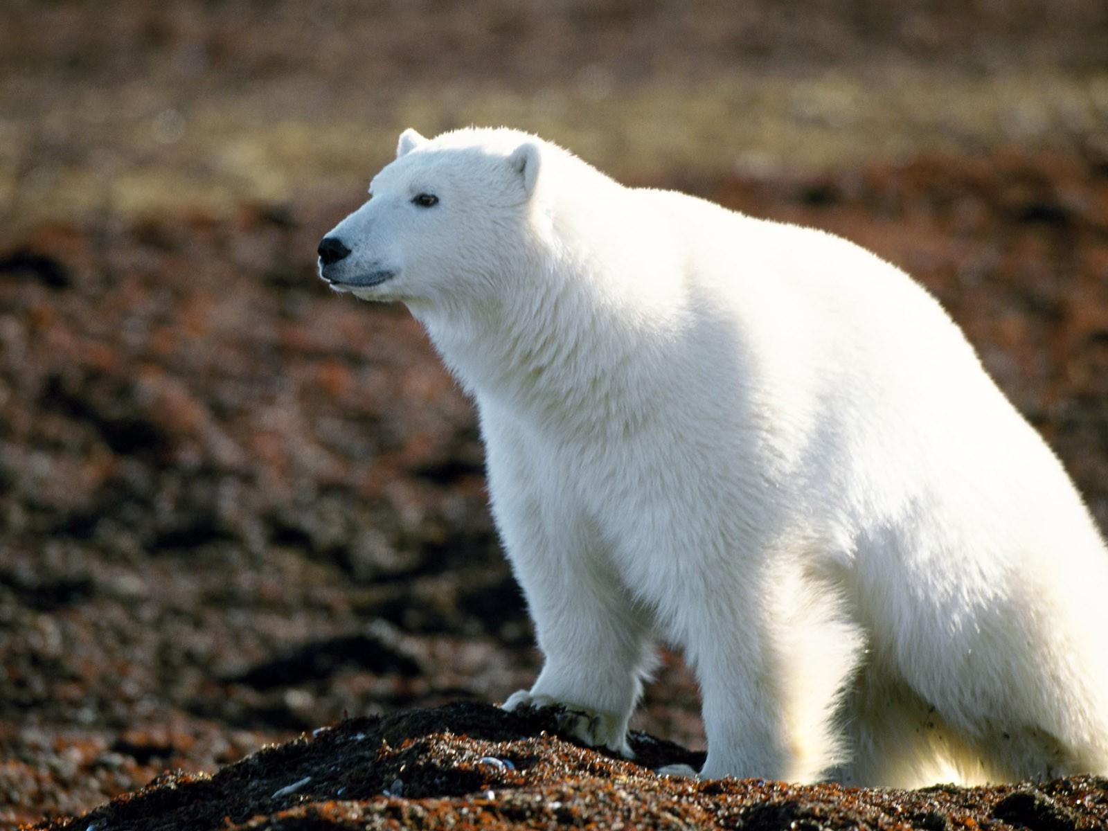 Osos Oso polar animales, un animal, un oso Animalia