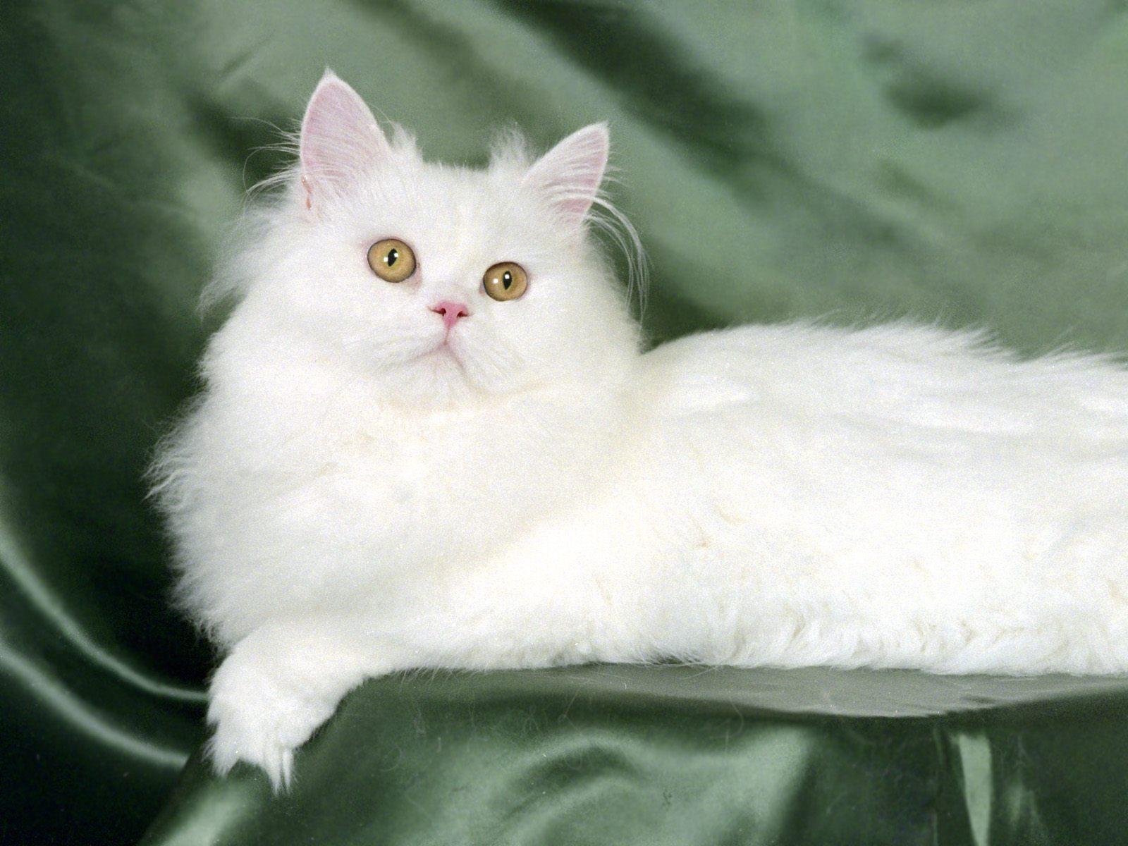 Bilder på skrivbordet tamkatt Djur Färgad bakgrund katt Katter