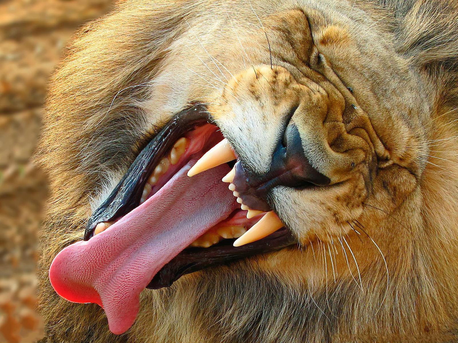 Picture Lions Big cats Canine tooth fangs Tongue yawning Animals lion Yawn yawns animal