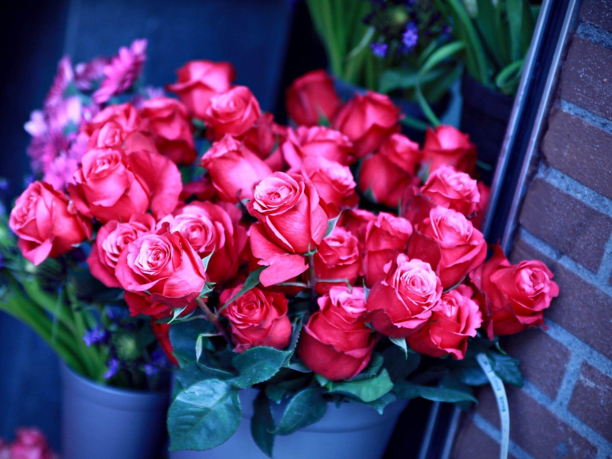 Desktop Hintergrundbilder Rosen Blumen Rose Blüte