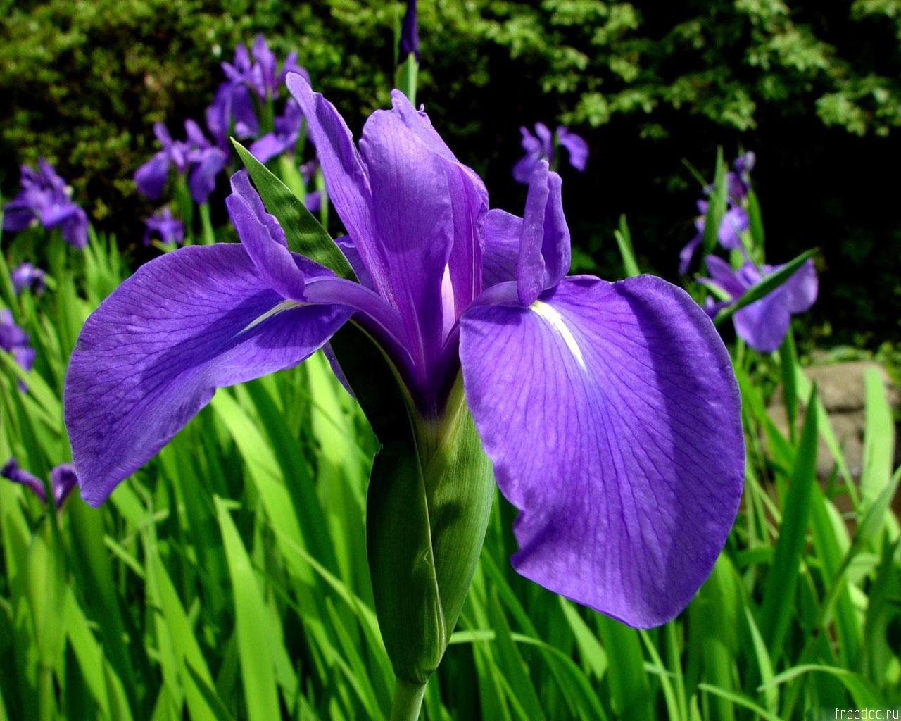 Bakgrunnsbilder Iris Blomster blomst