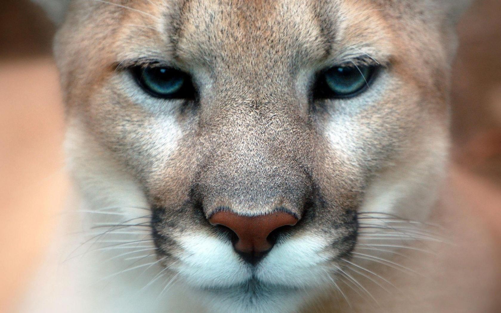 Desktop Hintergrundbilder Puma Große Katze ein Tier