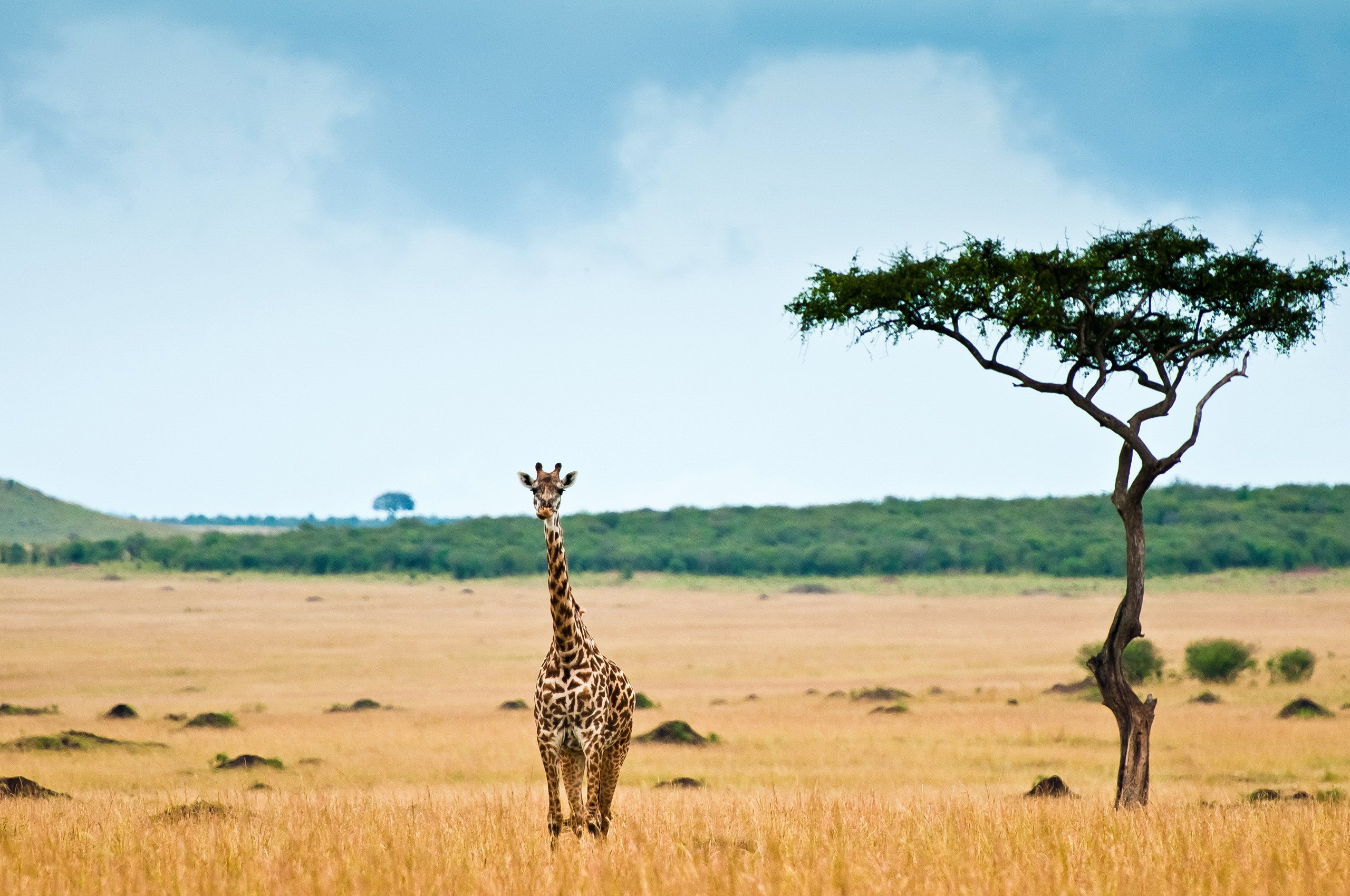 2560x1700 Girafa animalia, um animal, girafas Animalia