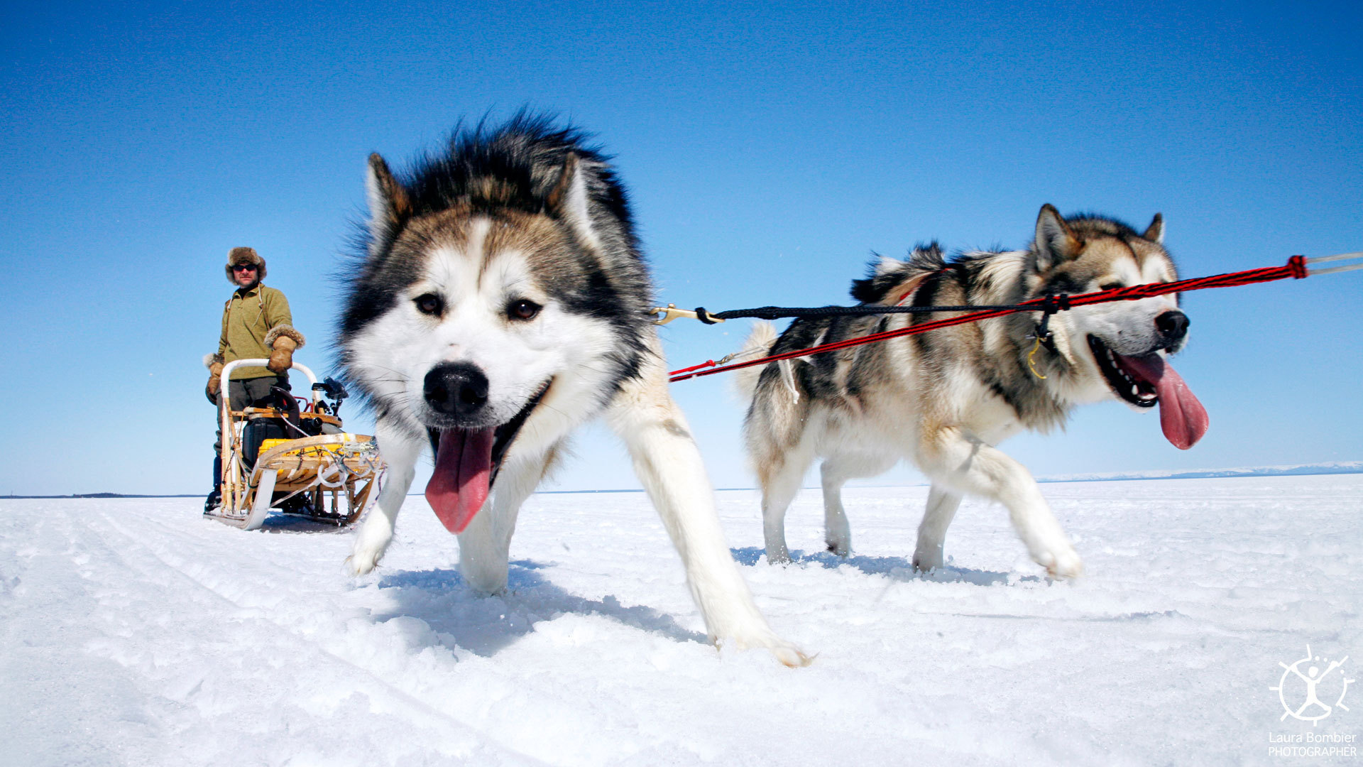 Achtergrond Alaska-malamute Siberische husky hond Dieren Honden een dier