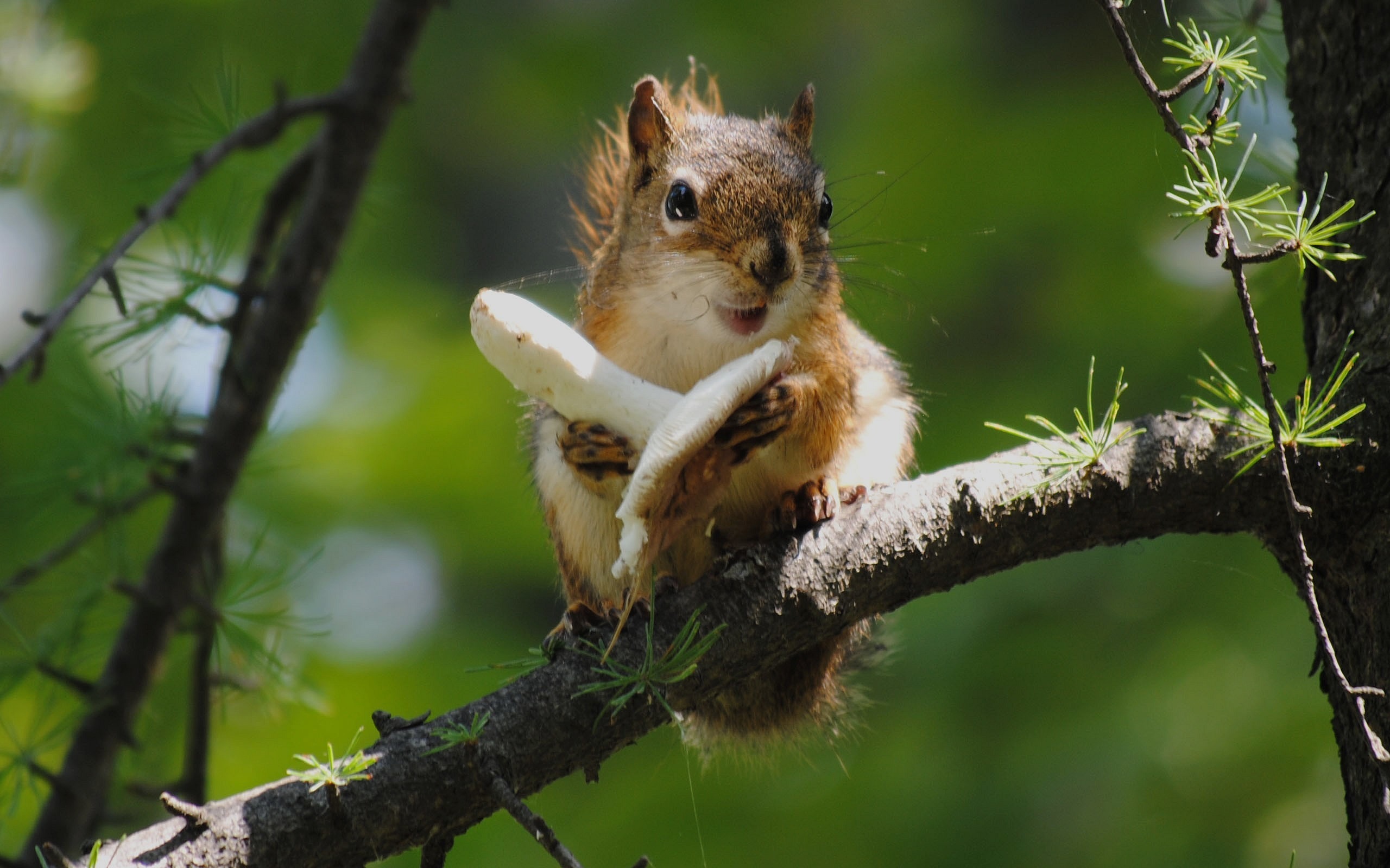 Desktop Hintergrundbilder Eichhörnchen Nagetiere ein Tier 2560x1600 Hörnchen Tiere