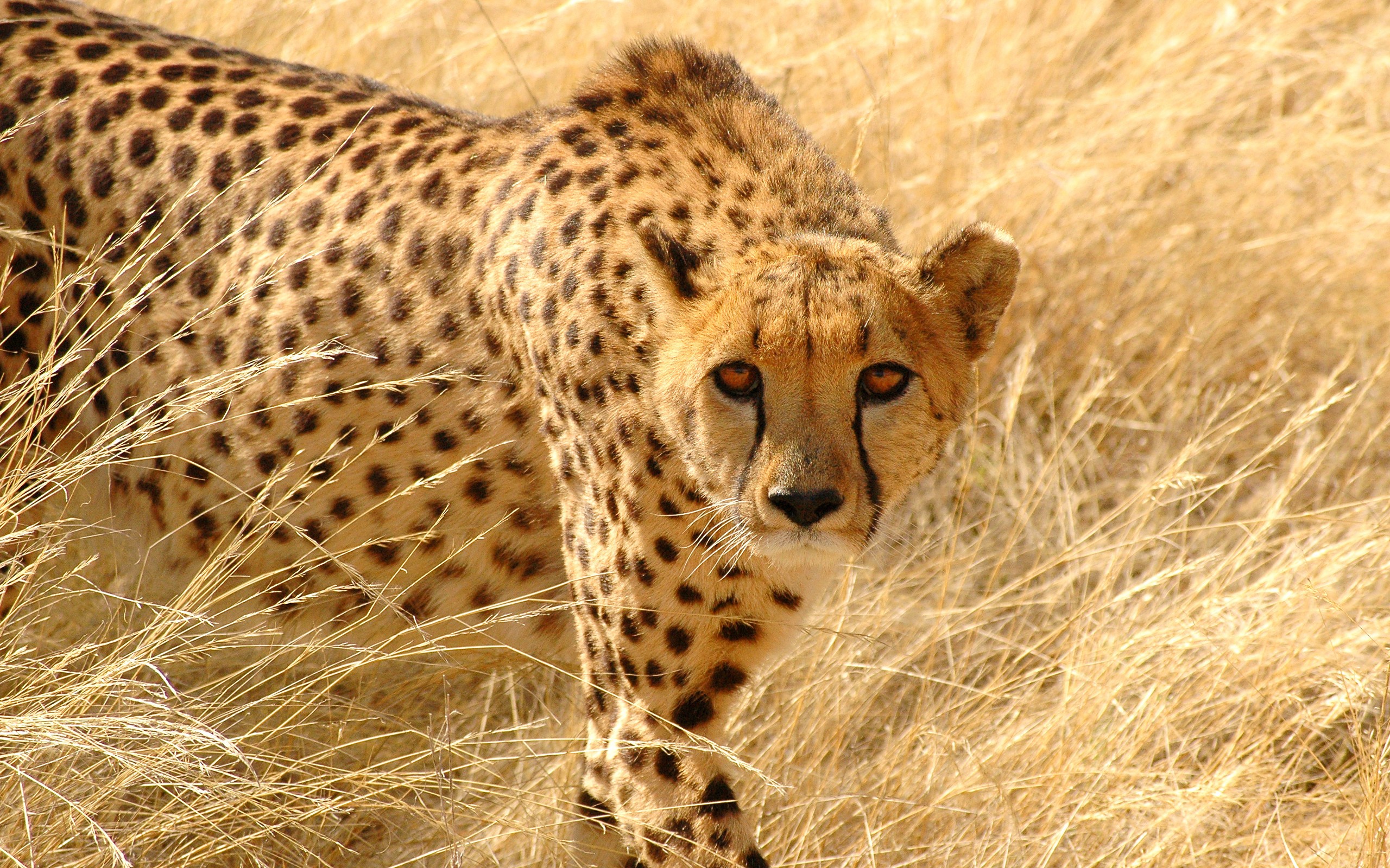 Bakgrunnsbilder gepard Store kattedyr Dyr Geparder