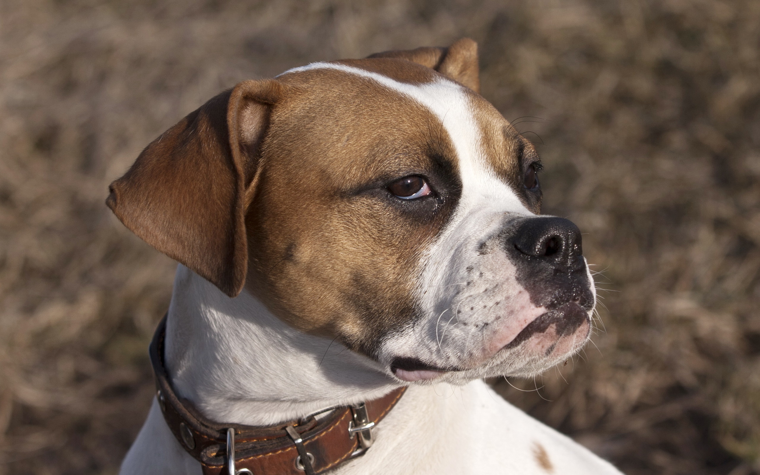 zdjęcia Amstaff Bokser (rasa psa) Psy domowe zwierzę 2560x1600 pies domowy Zwierzęta