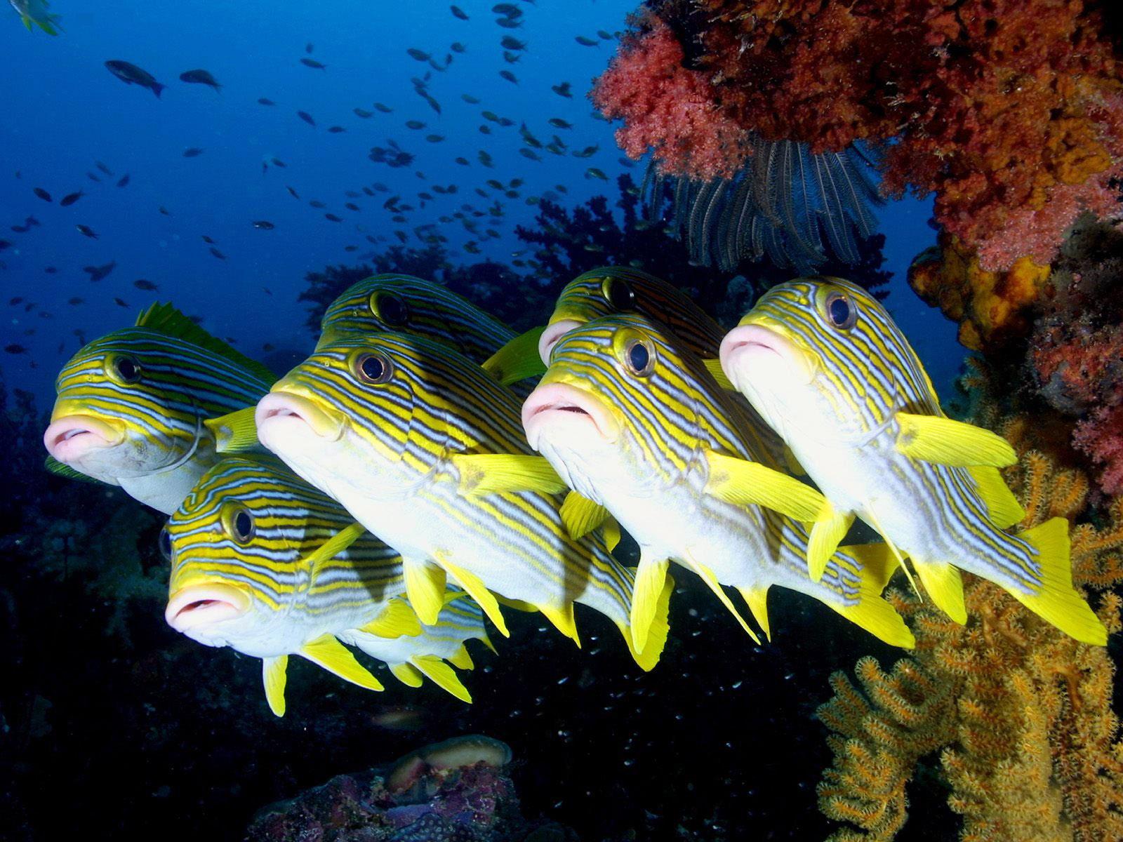 Achtergronden bureaublad Vissen Onderwaterwereld Dieren 1600x1200 een dier