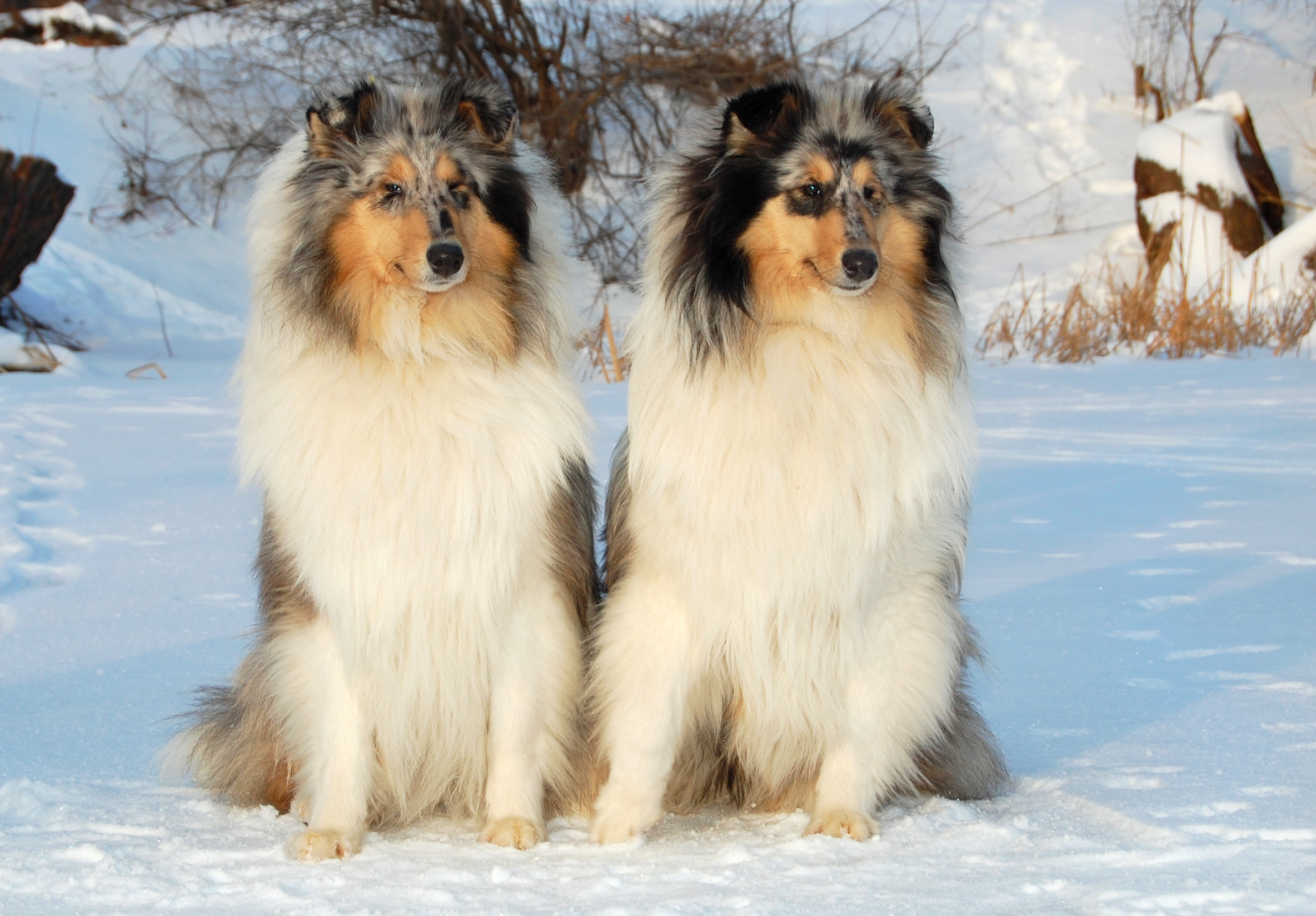 Desktop Hintergrundbilder Collie Hunde Tiere hund ein Tier