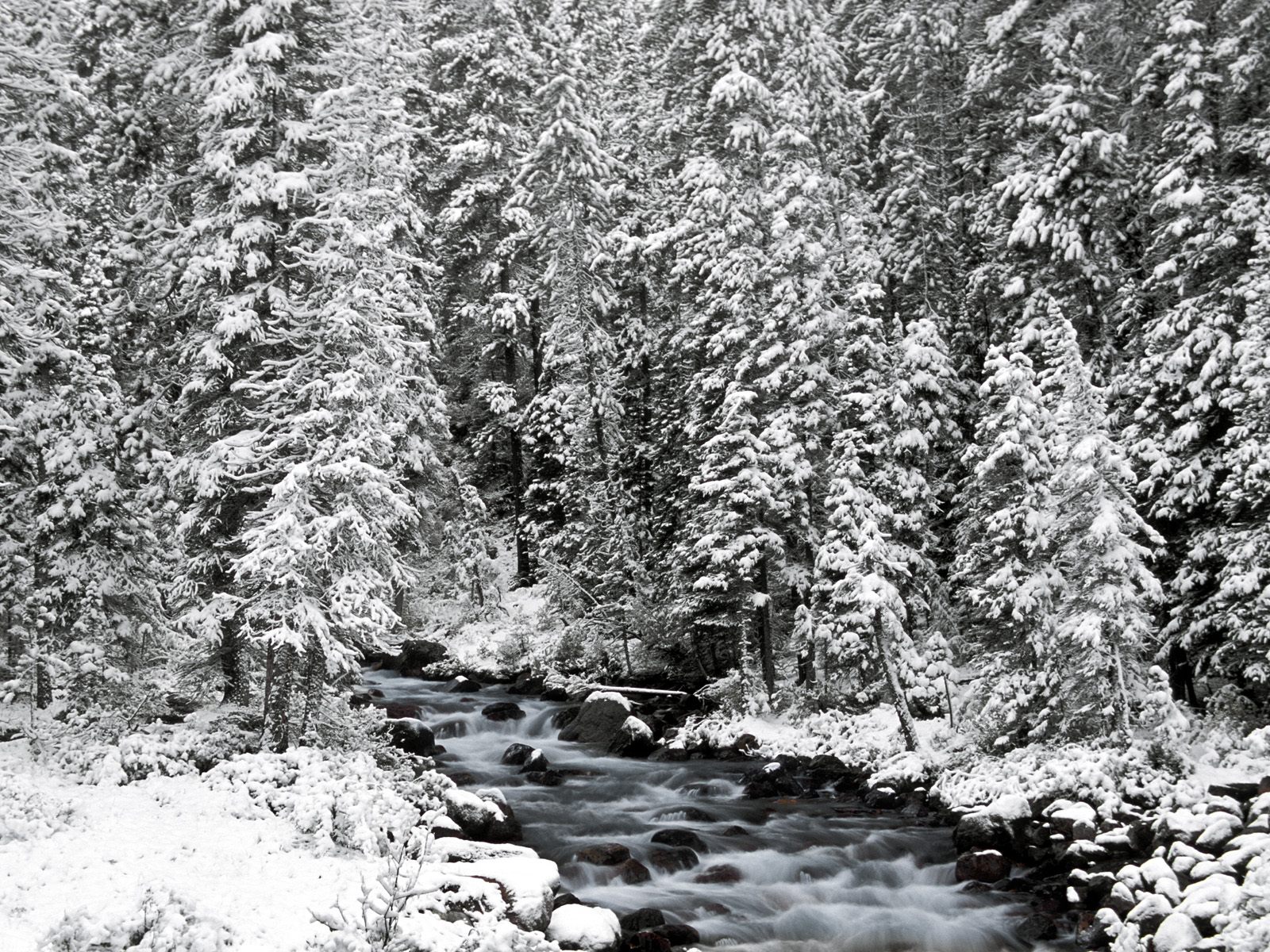 Bakgrunnsbilder Natur Vinter En årstid