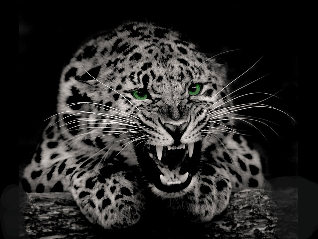 Fauve Leopardo animalia, um animal, leopardos Animalia