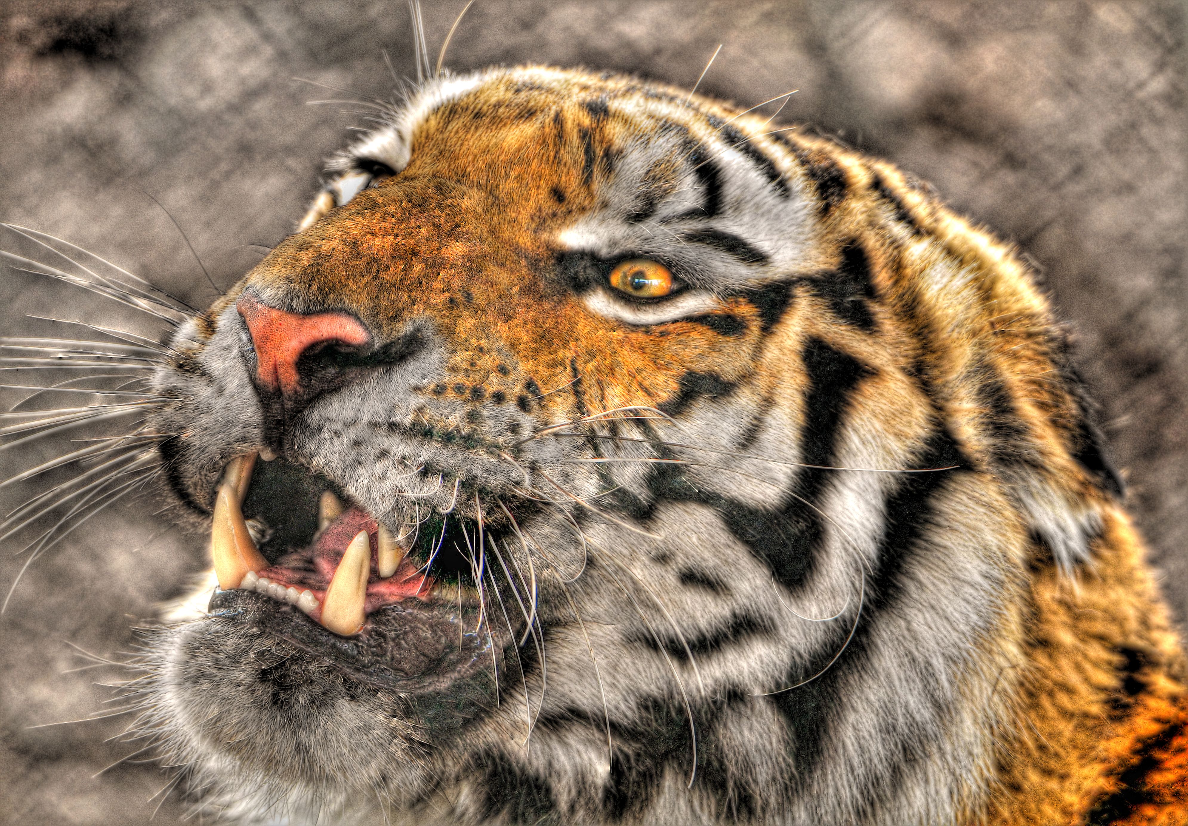 Grandes felinos Tigris Dientes Contacto visual animales, un animal, tigre, tigres Animalia