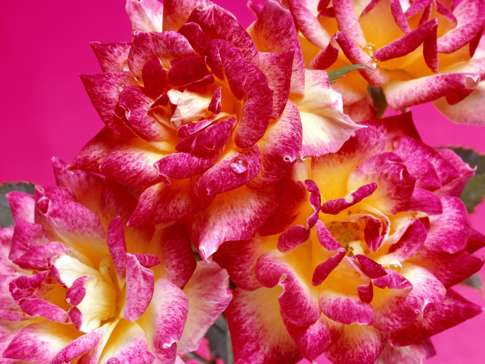Afbeelding Rozen Bloemen roos bloem