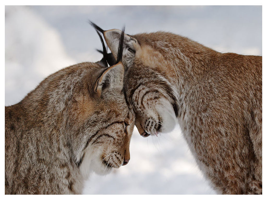 Image Lynx Big cats Animals lynxes animal
