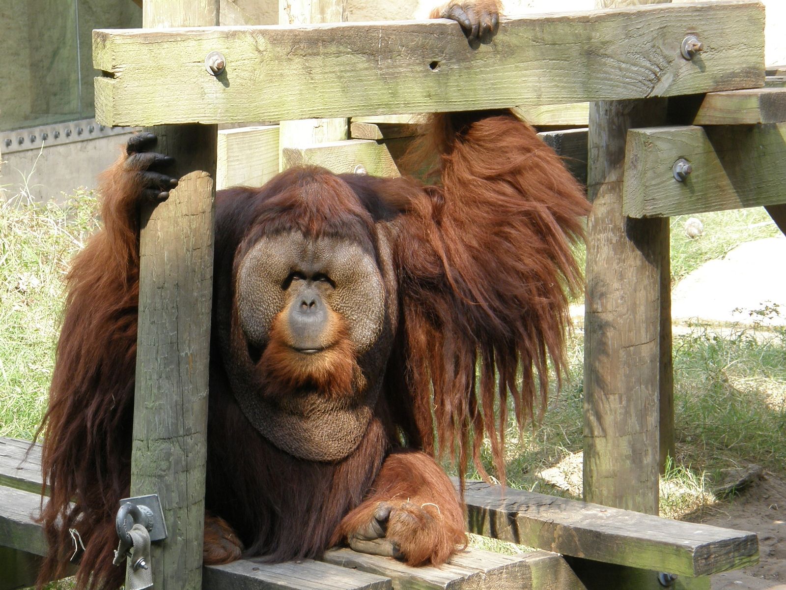 Фото Обезьяны жирная морда животное обезьяна Животные