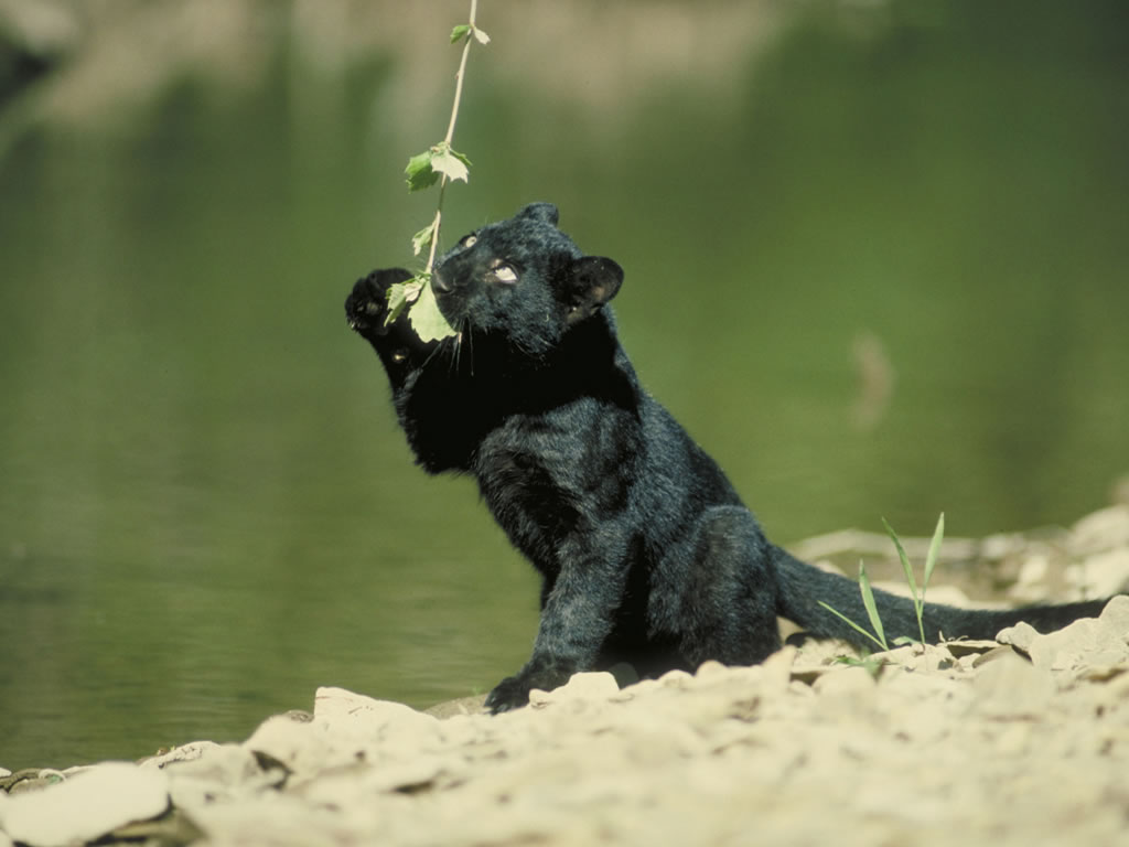 Fondos de Pantalla Grandes felinos Pantera negra Cachorros Animalia  descargar imagenes