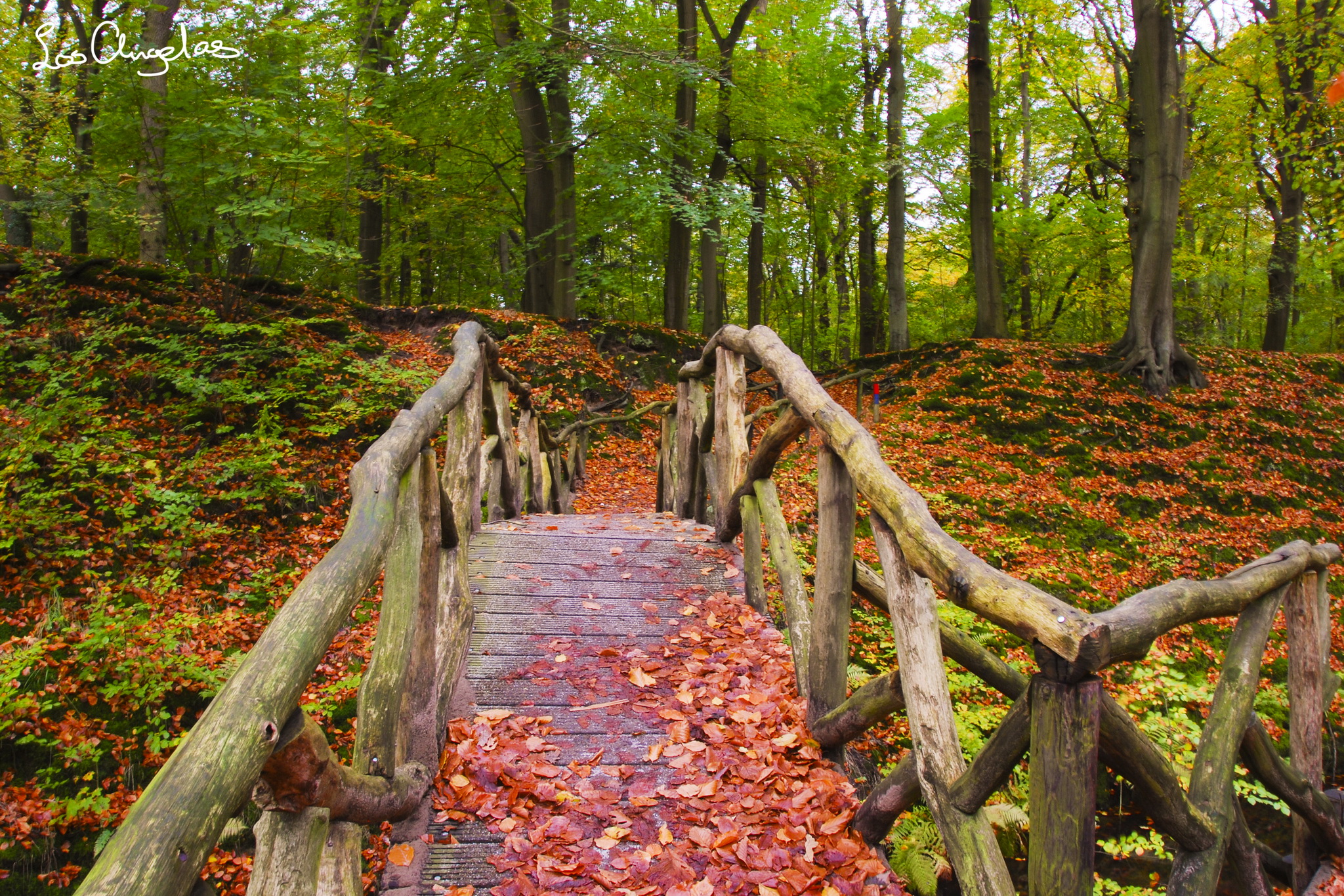 Фотографии Листья Мосты Осень Природа лес 2048x1365 лист Листва мост осенние Леса