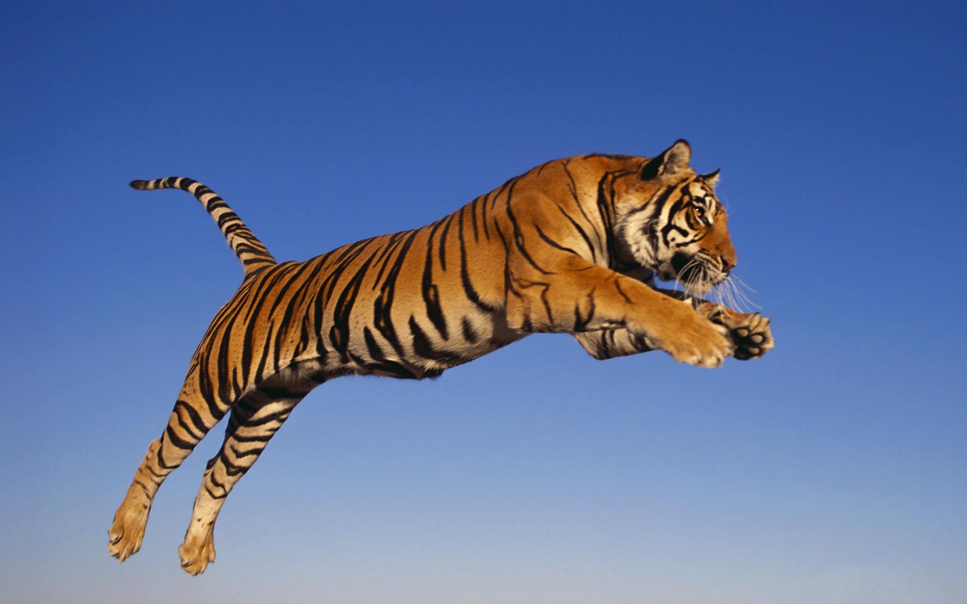 Картинки Тигры Большие кошки животное Цветной фон 1920x1200 тигр Животные