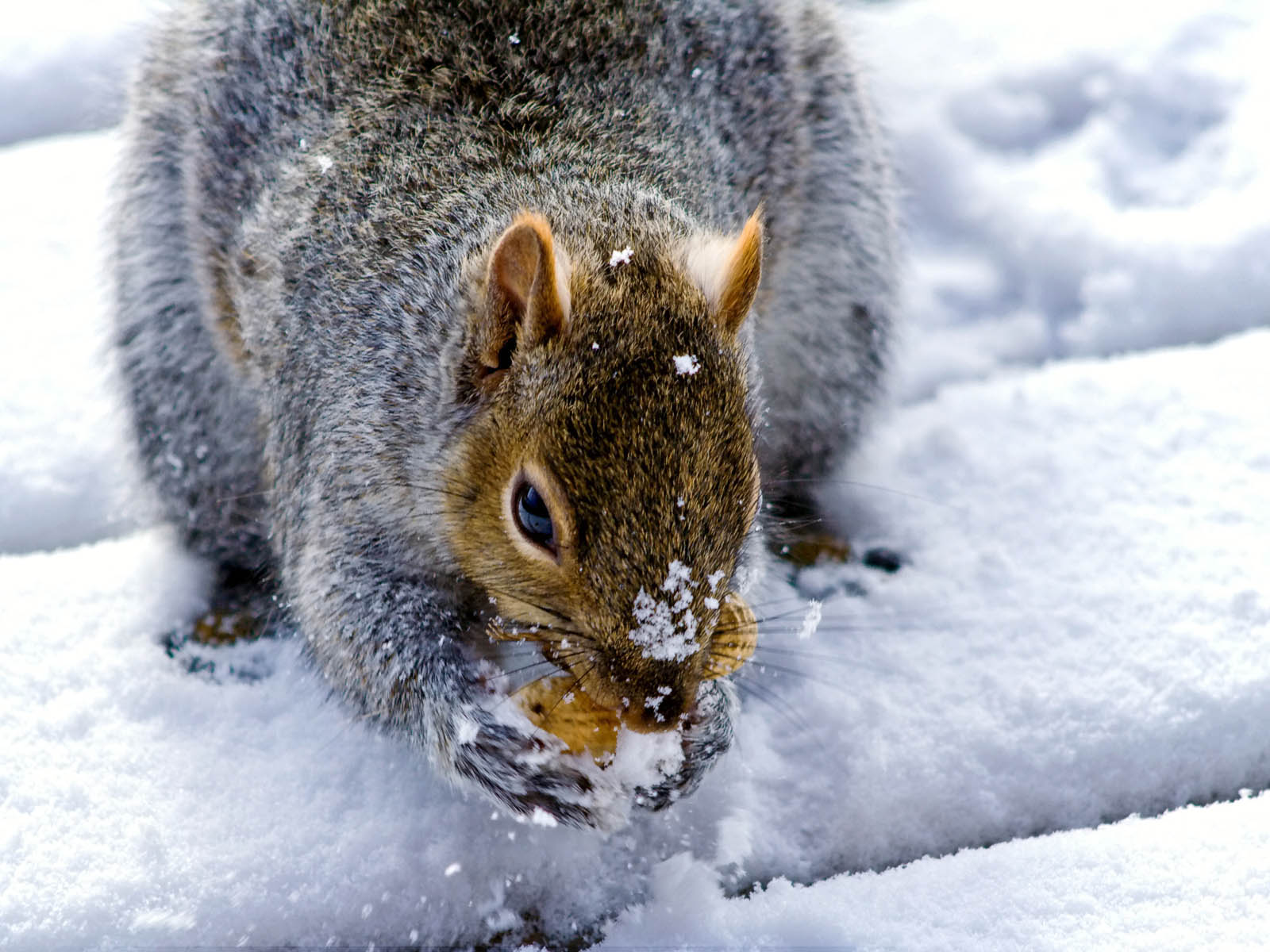 Immagini Scoiattoli Roditori Animali scoiattolo rodentia animale