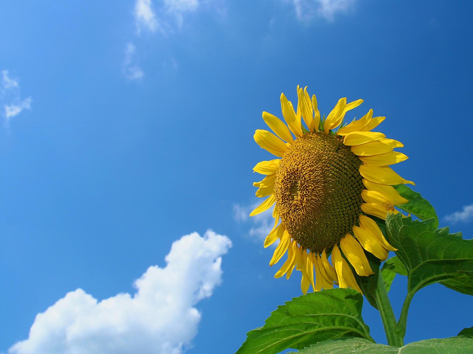 Bakgrundsbilder Blommor Solrosor blomma solrossläktet