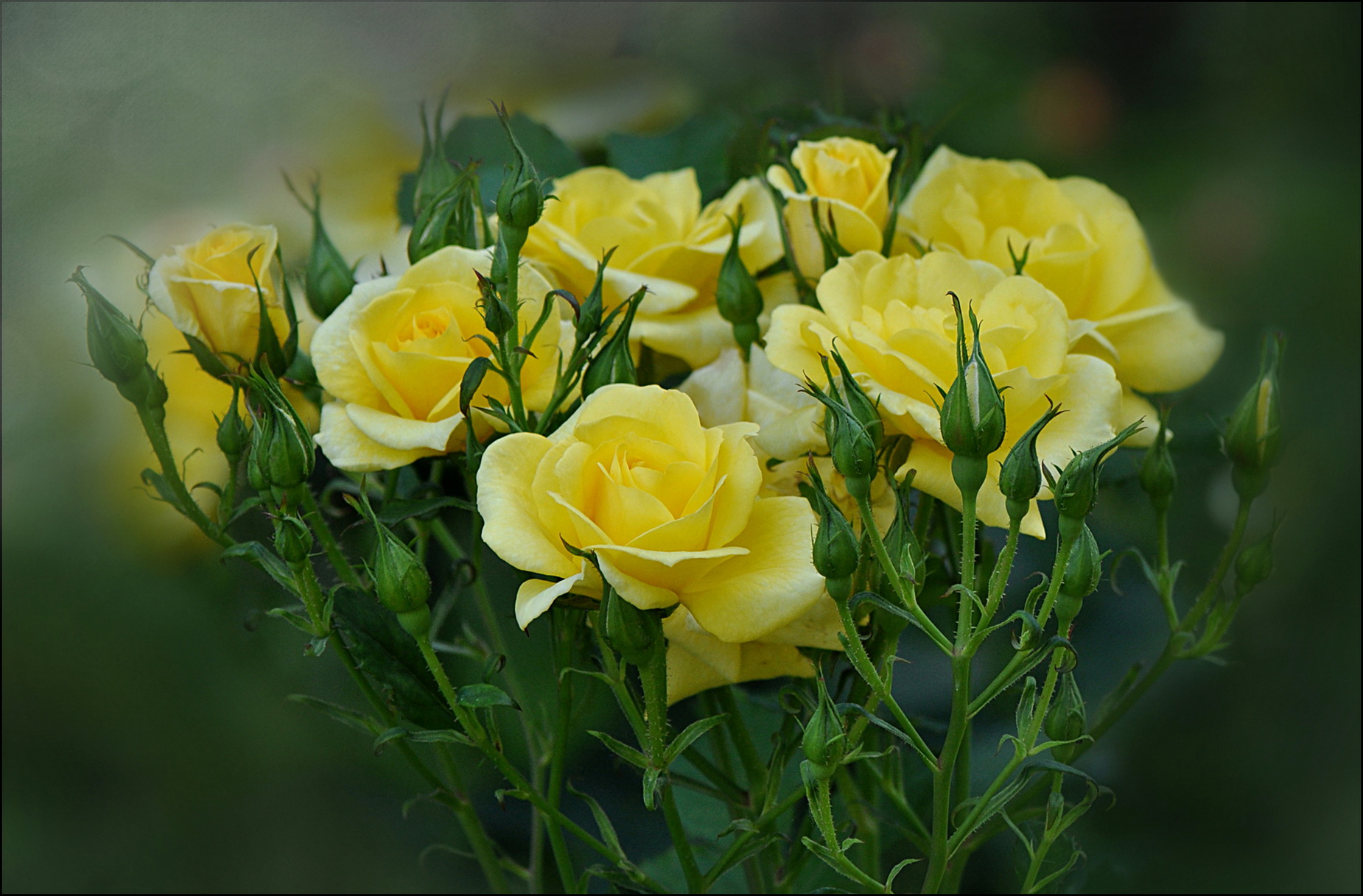 1850x1217 Rosas Amarillo flor, rosa Flores