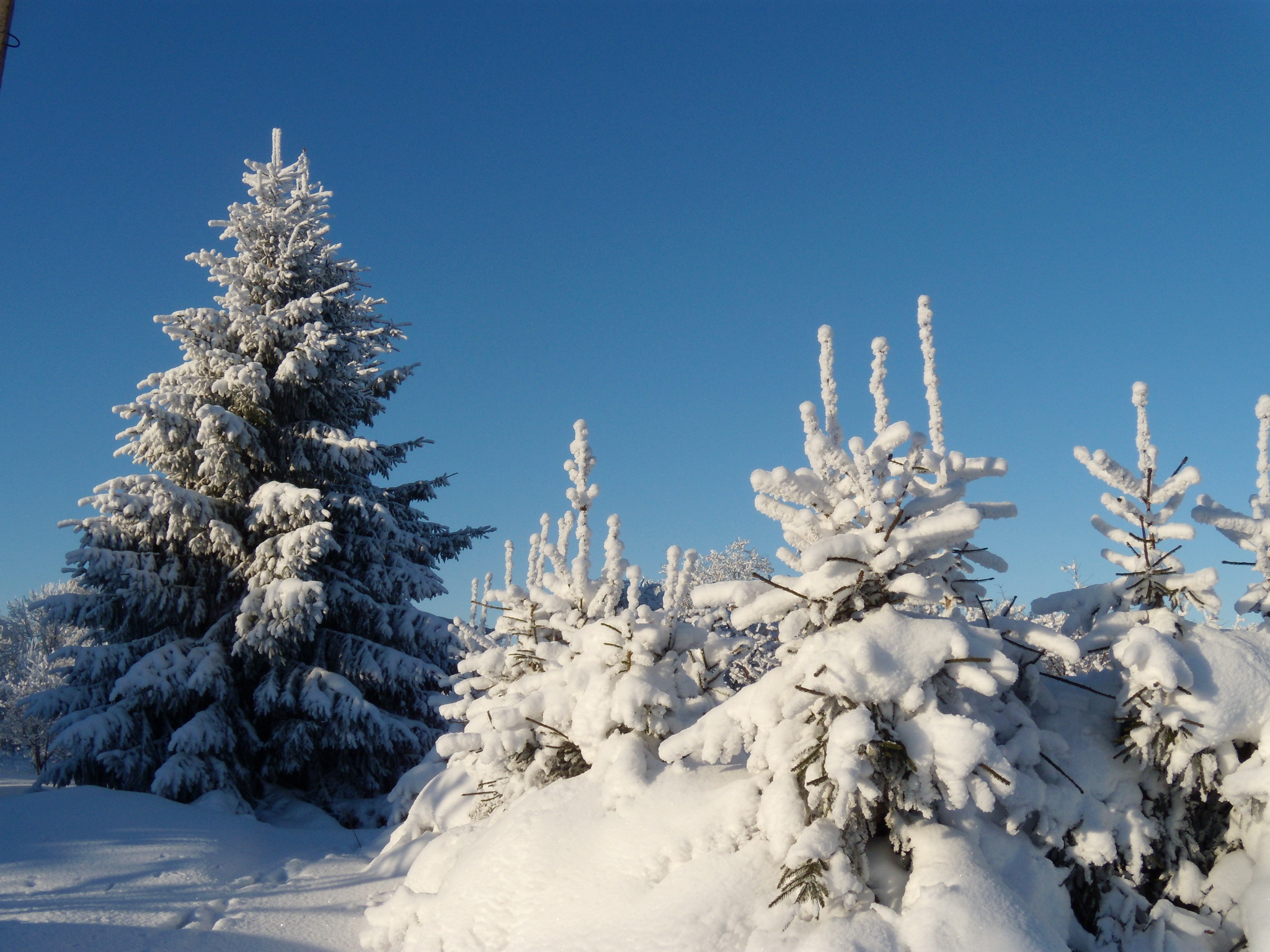 2048x1536 Estação do ano Invierno Neve árvores Naturaleza