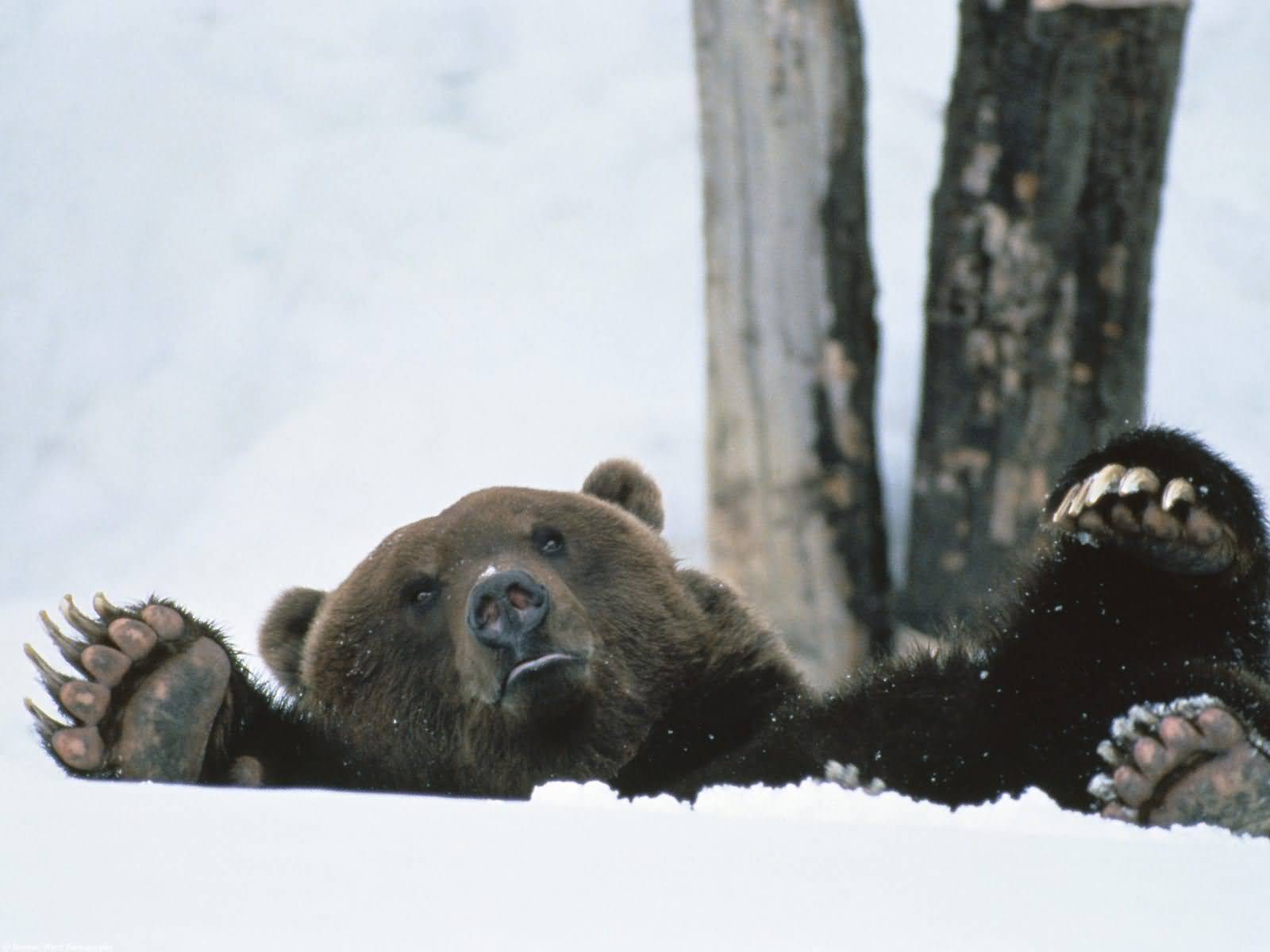 Tapeta Niedźwiedź brunatny niedźwiedź zwierzę 1600x1200 Niedźwiedzie Zwierzęta