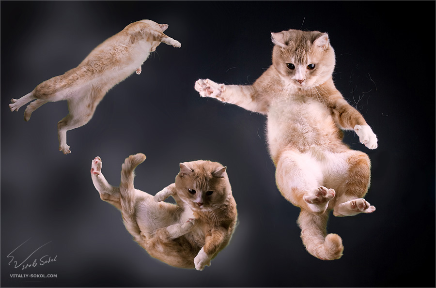 Fotos Katze Sprung Tiere Katzen Hauskatze ein Tier