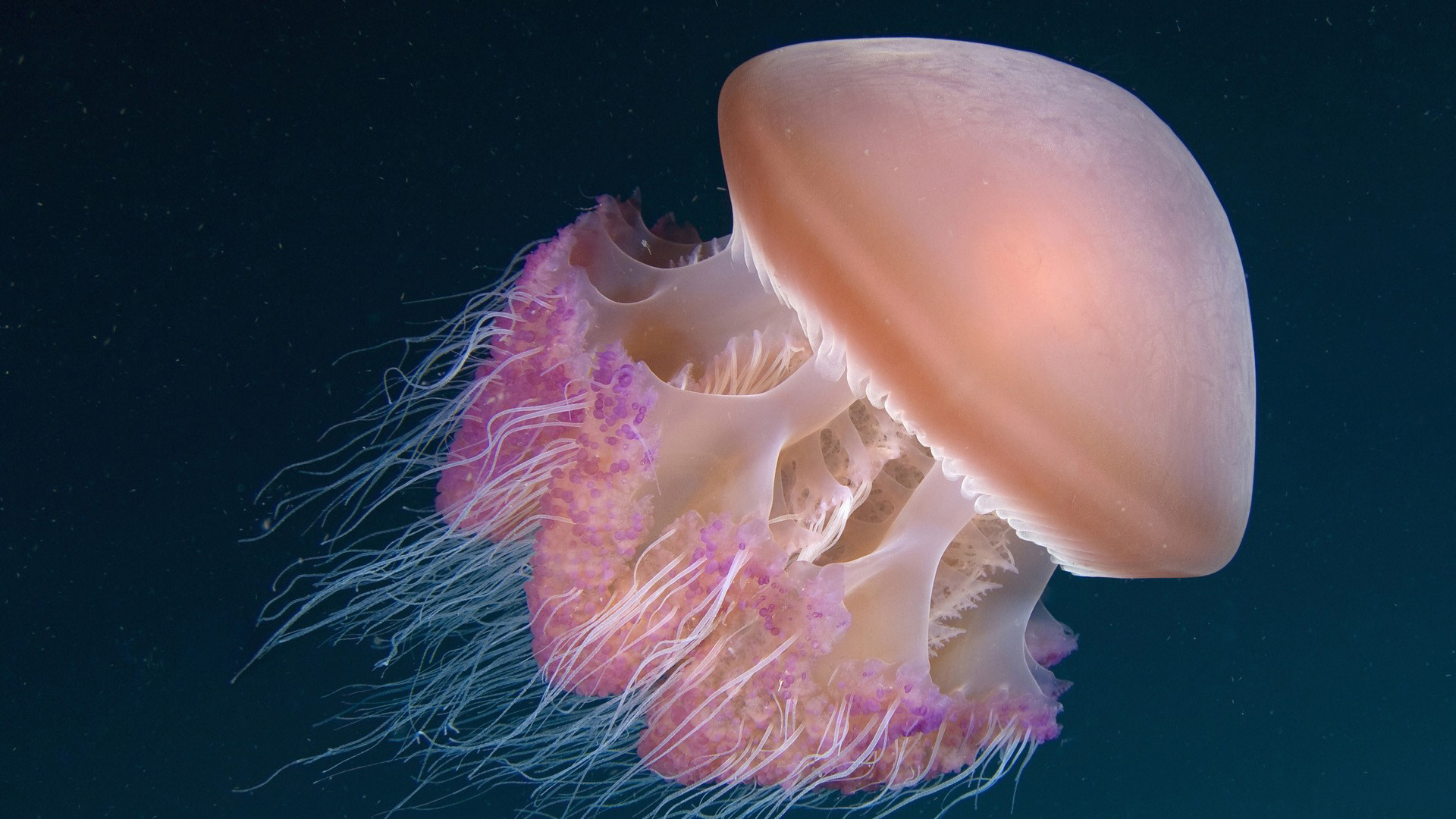 Sfondi medusa Mondo sottomarino animale 1920x1080 Meduse Animali