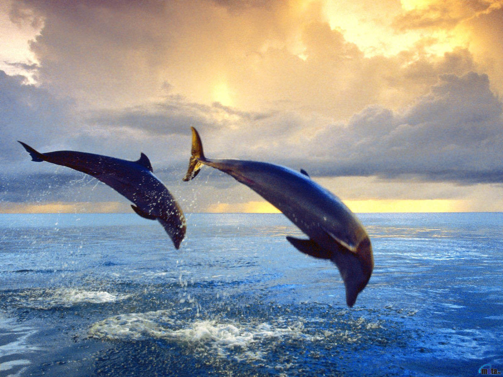 Golfinhos animalia, um animal Animalia